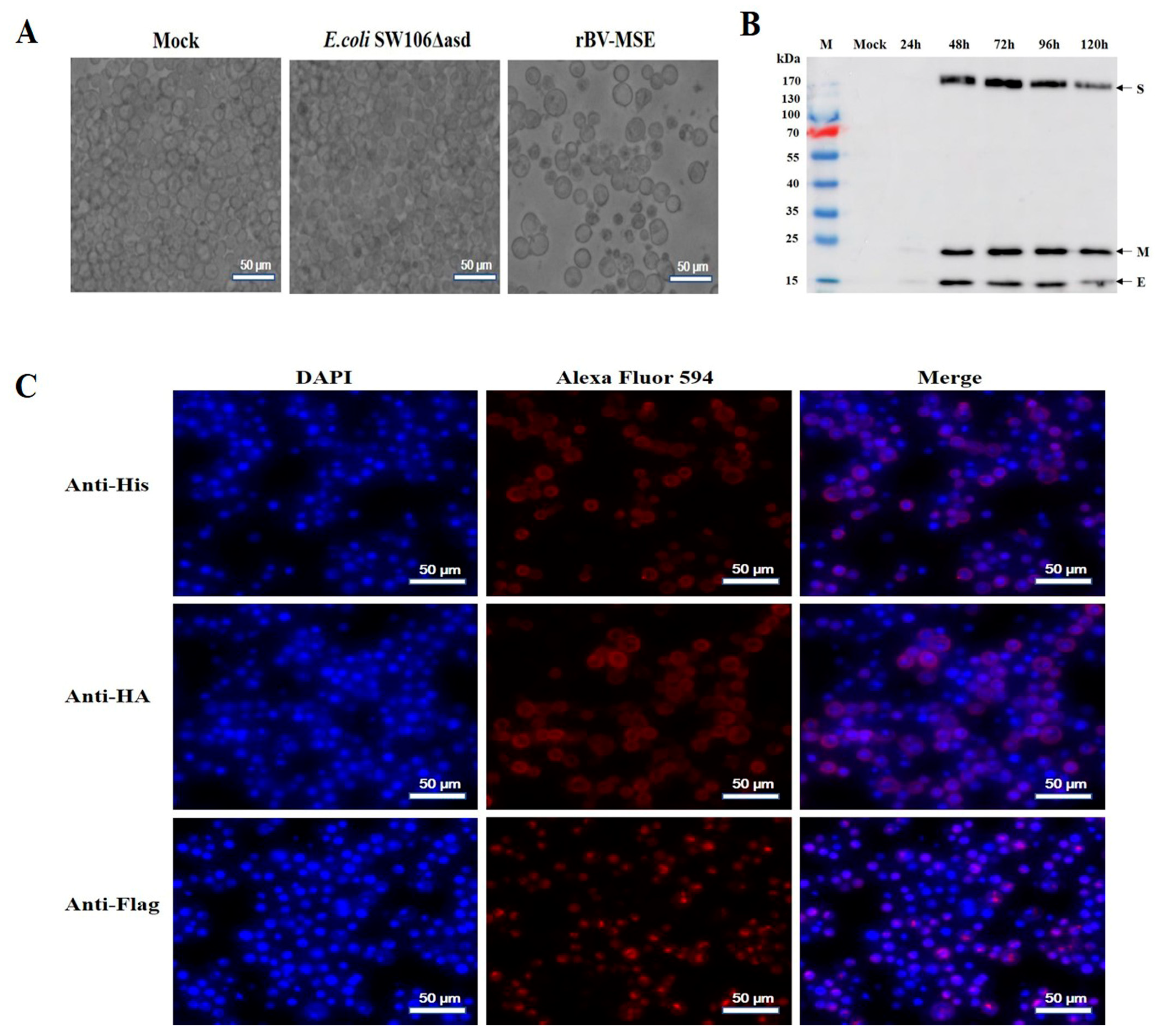 Viruses 15 01095 g002