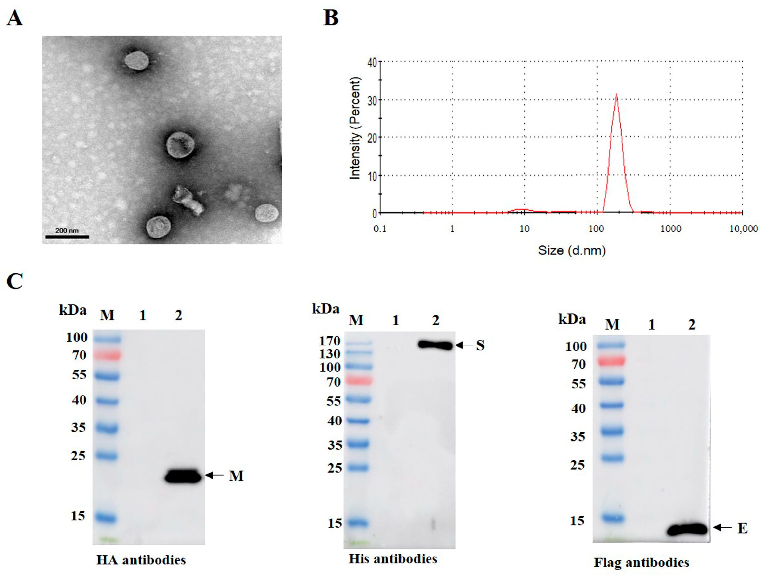 Viruses 15 01095 g003