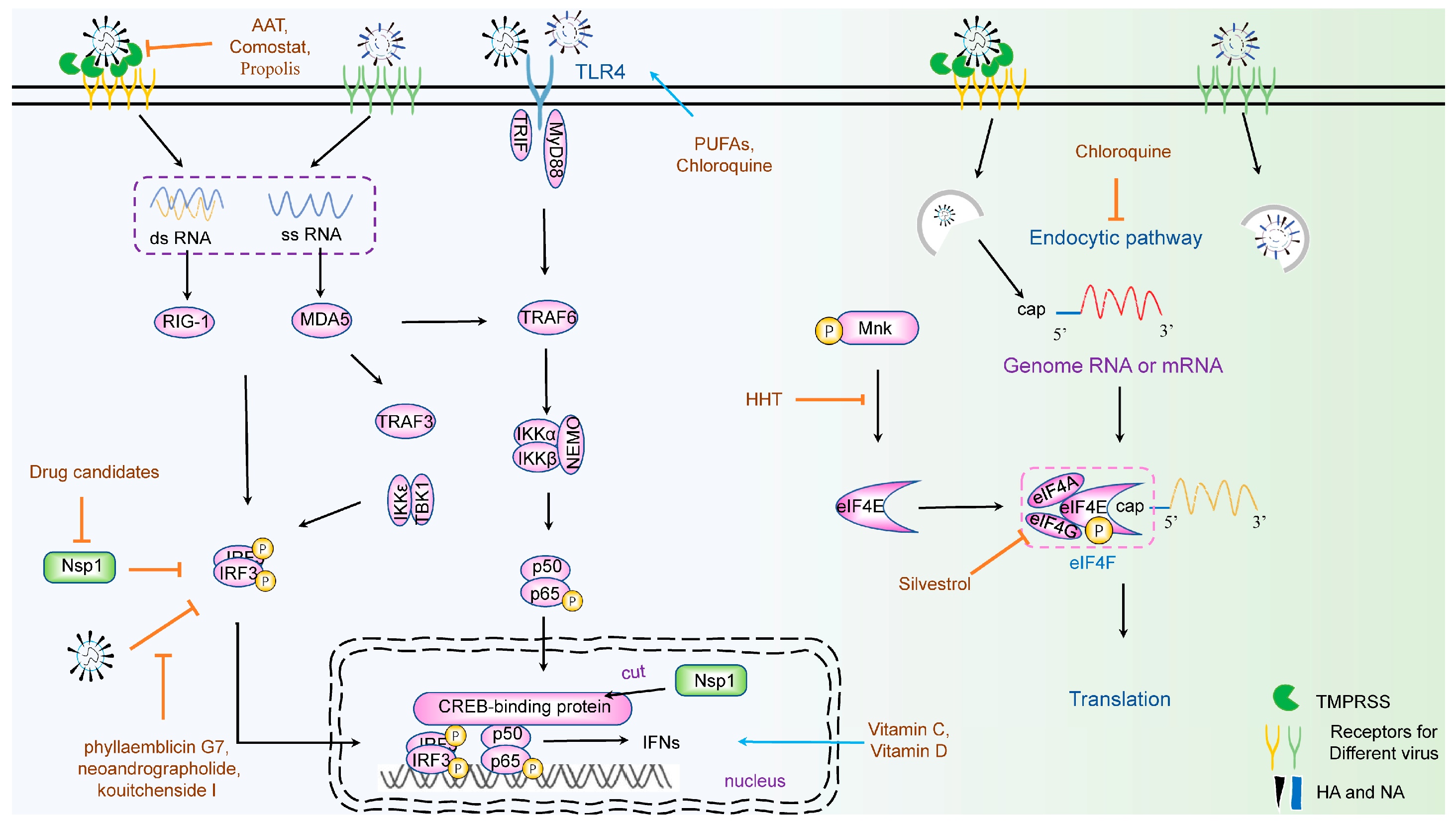Viruses 15 01100 g002 Viruses 15 01100 g002