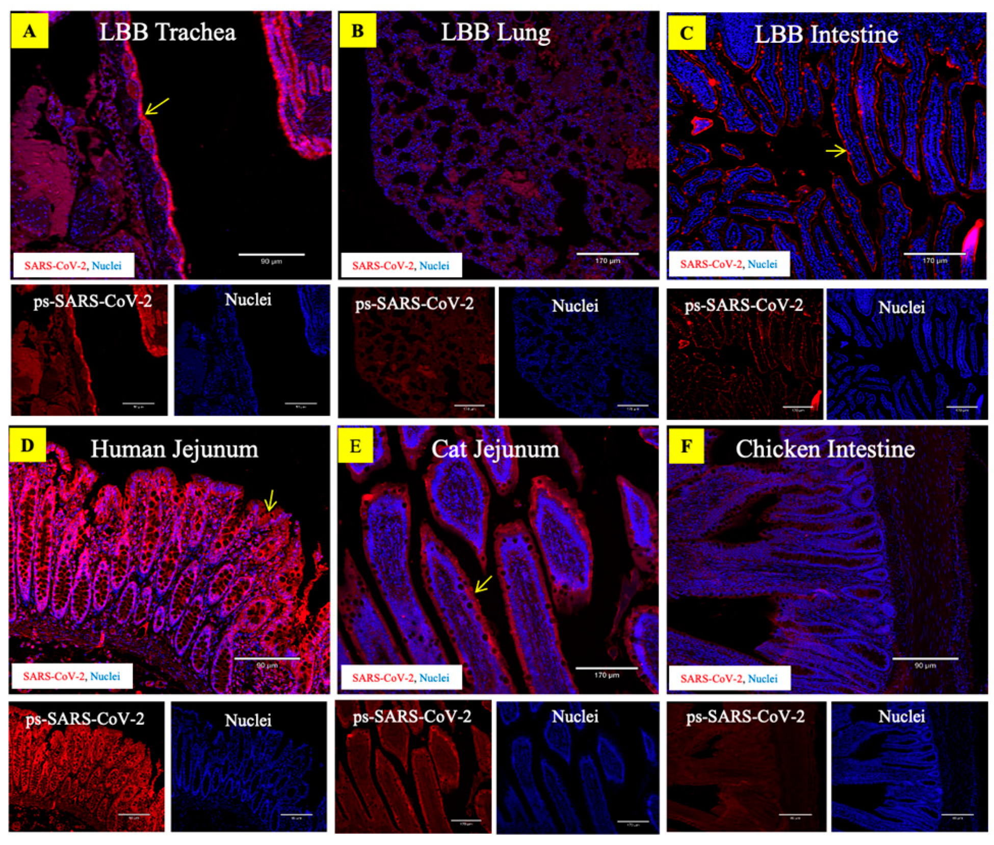 Viruses 15 01103 g004