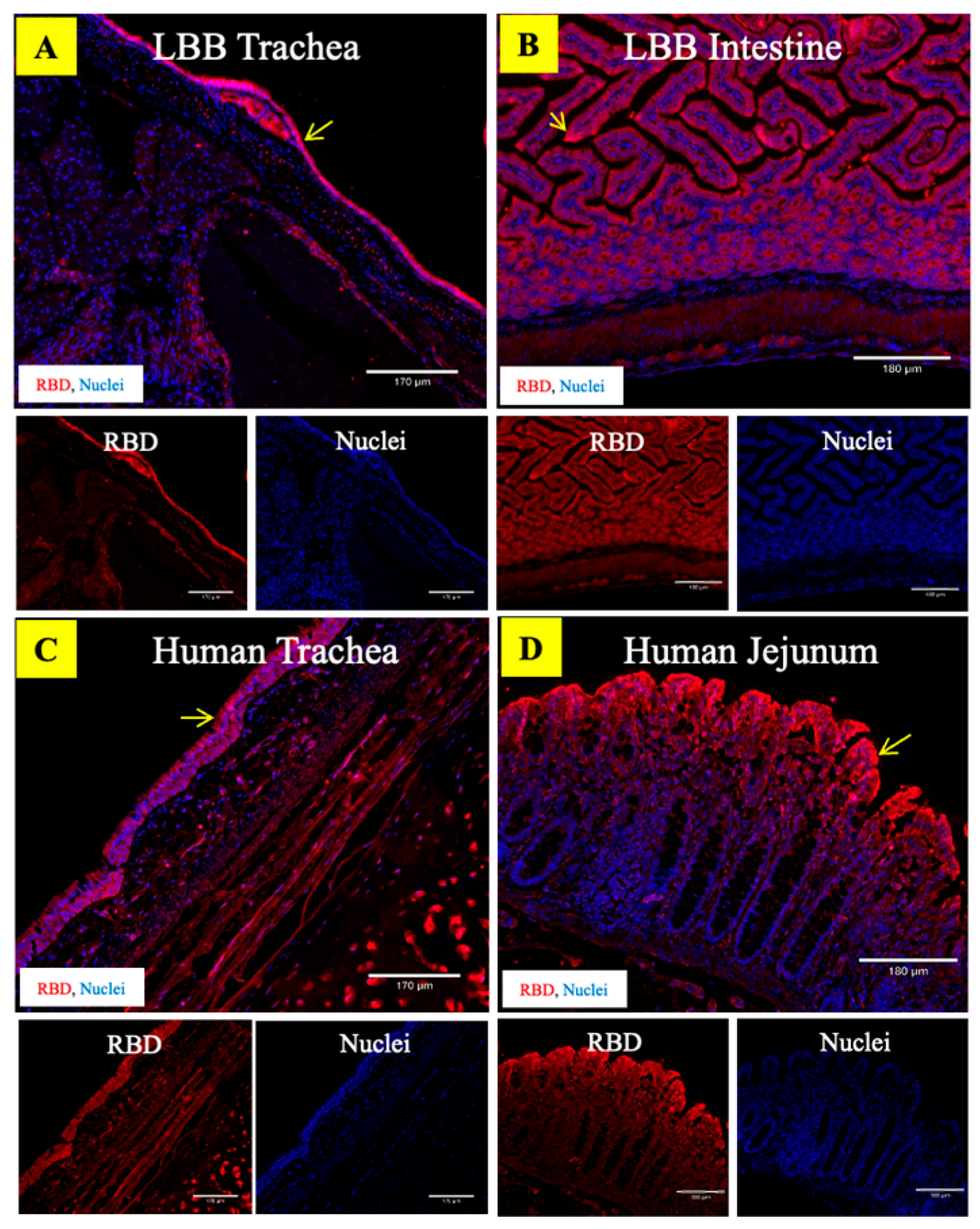 Viruses 15 01103 g005