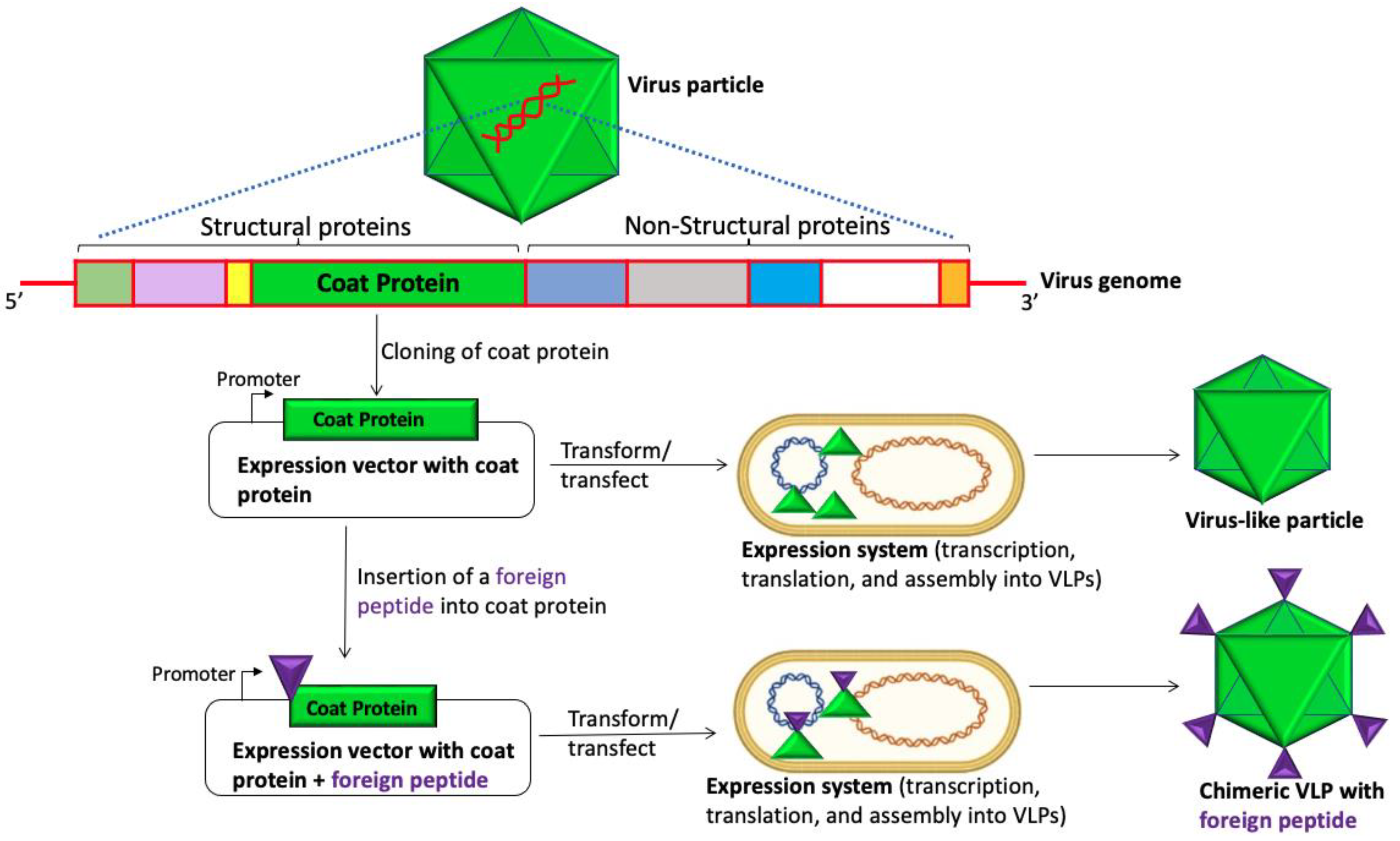 Viruses 15 01109 g001