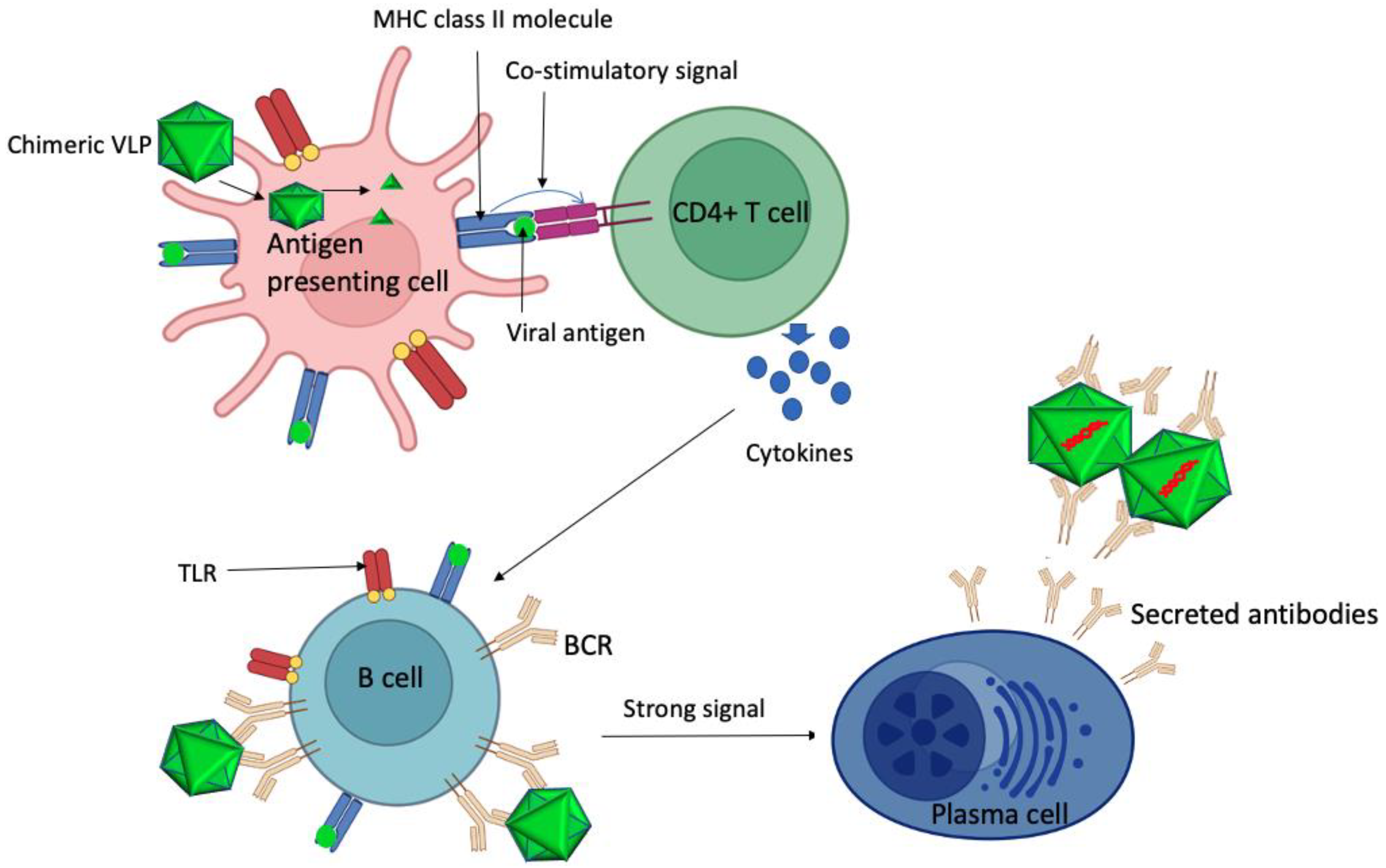 Viruses 15 01109 g002