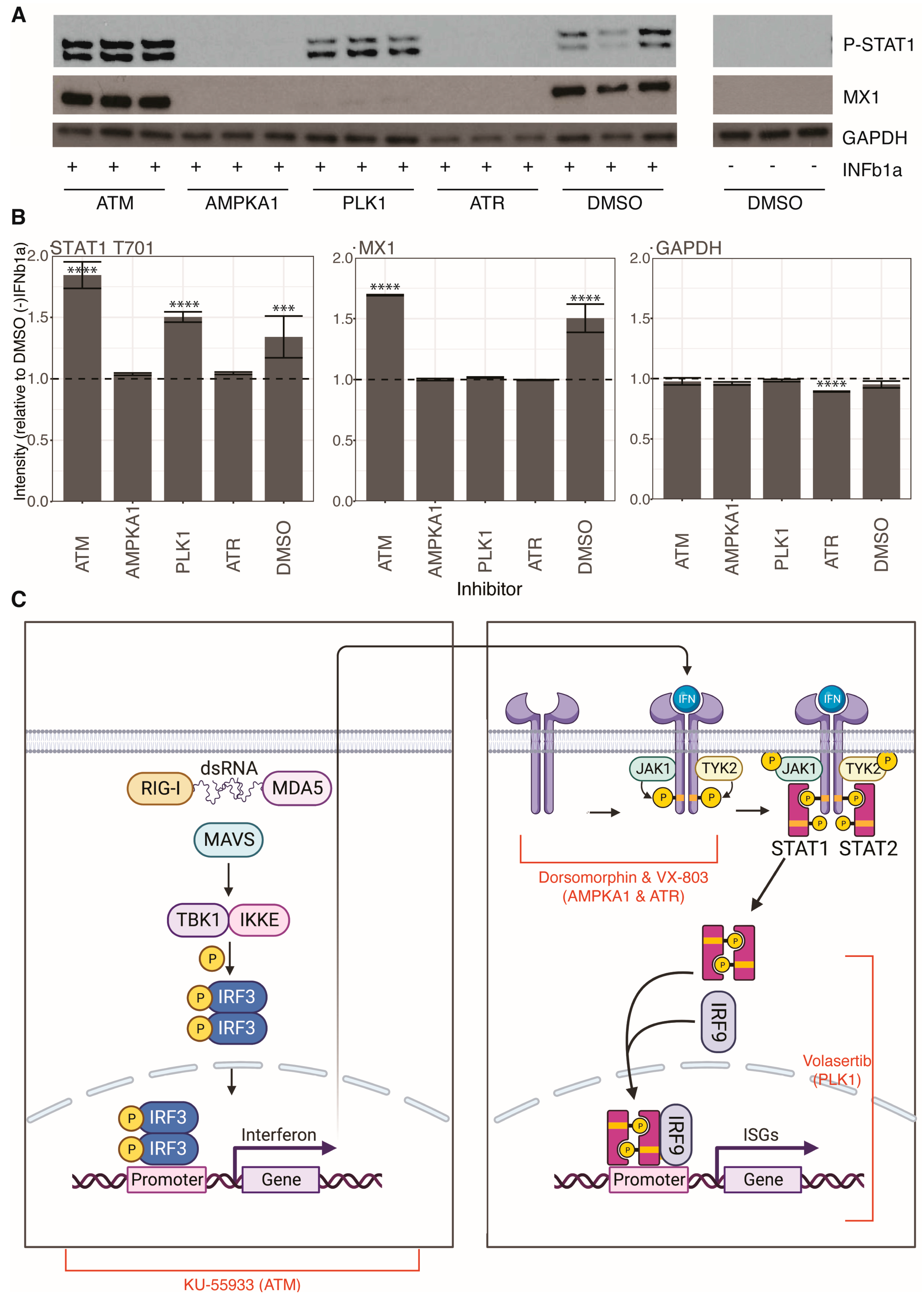 Viruses 15 01112 g005 Viruses 15 01112 g005
