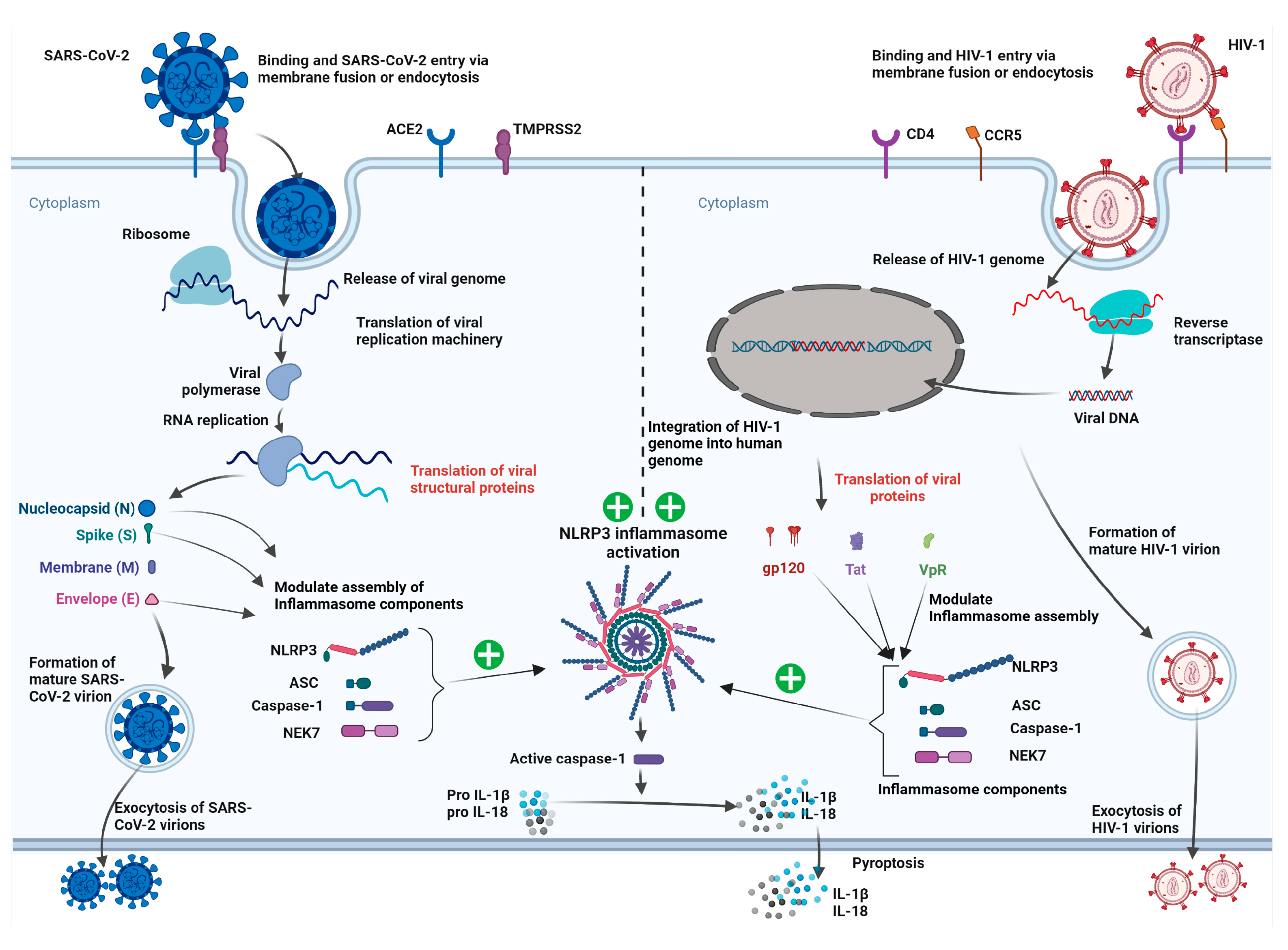 Viruses 15 01117 g002