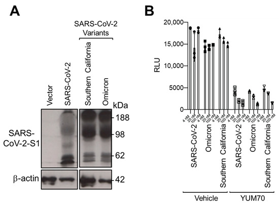 Viruses | Free Full-Text | GRP78 Inhibitor YUM70 Suppresses SARS