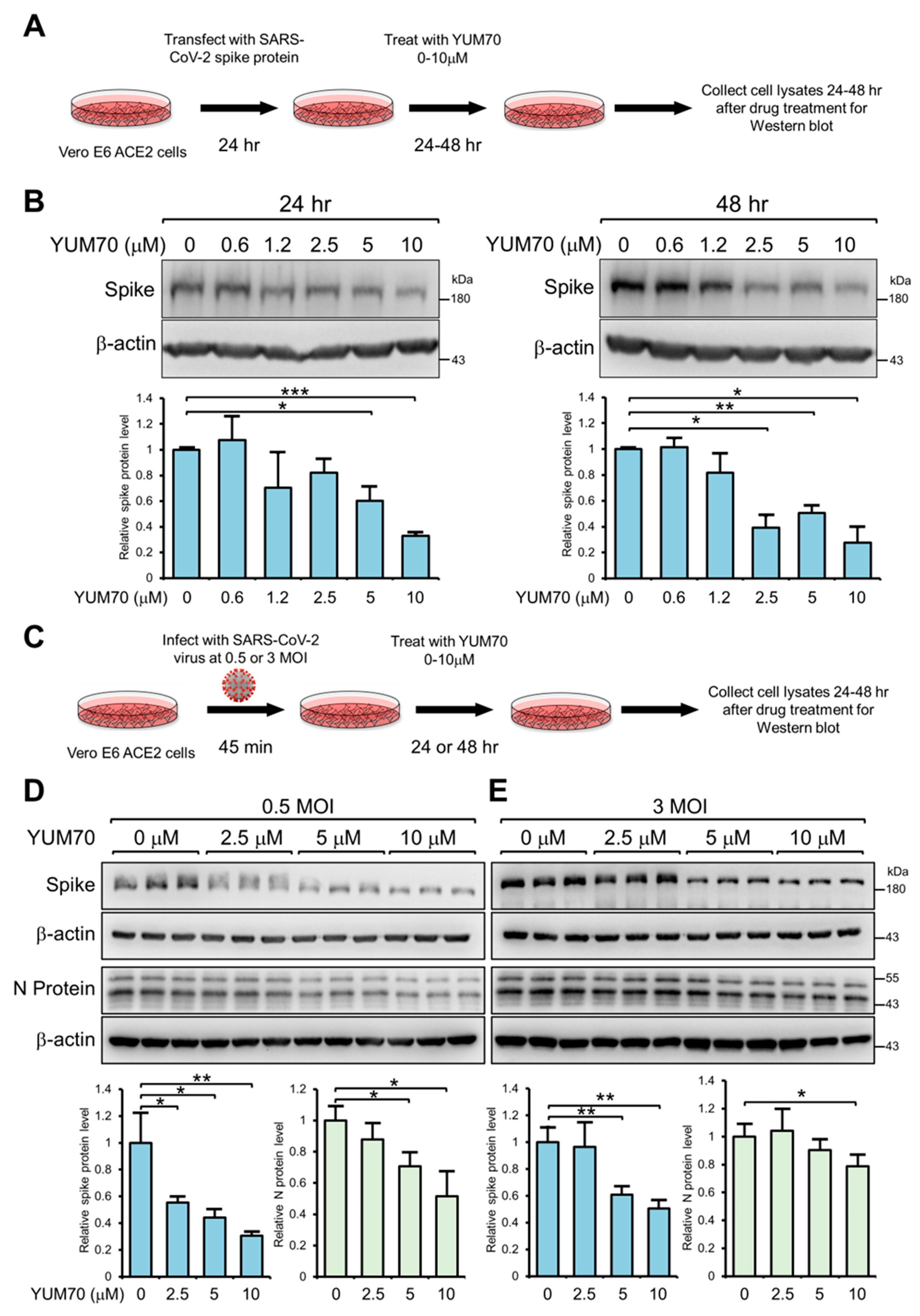 Viruses 15 01118 g003 Viruses 15 01118 g003