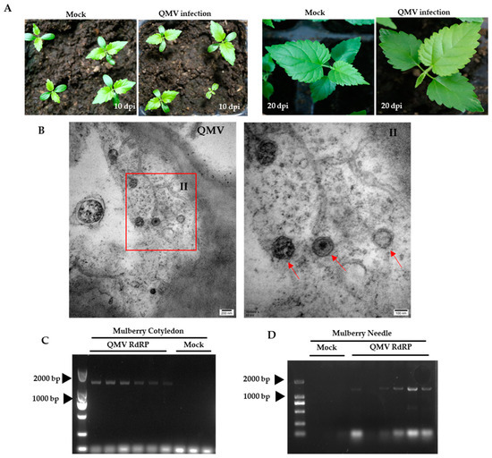 ai　30点 Identification and Characterization of a Novel Quanzhou Mulberry