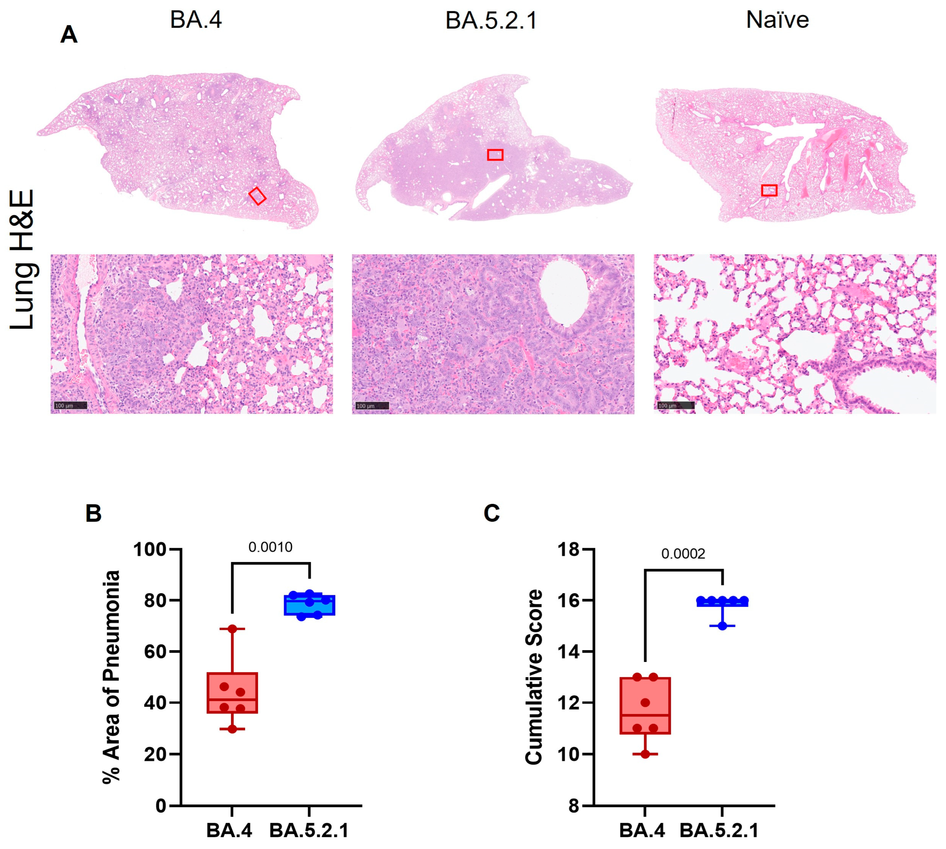 Viruses 15 01133 g004