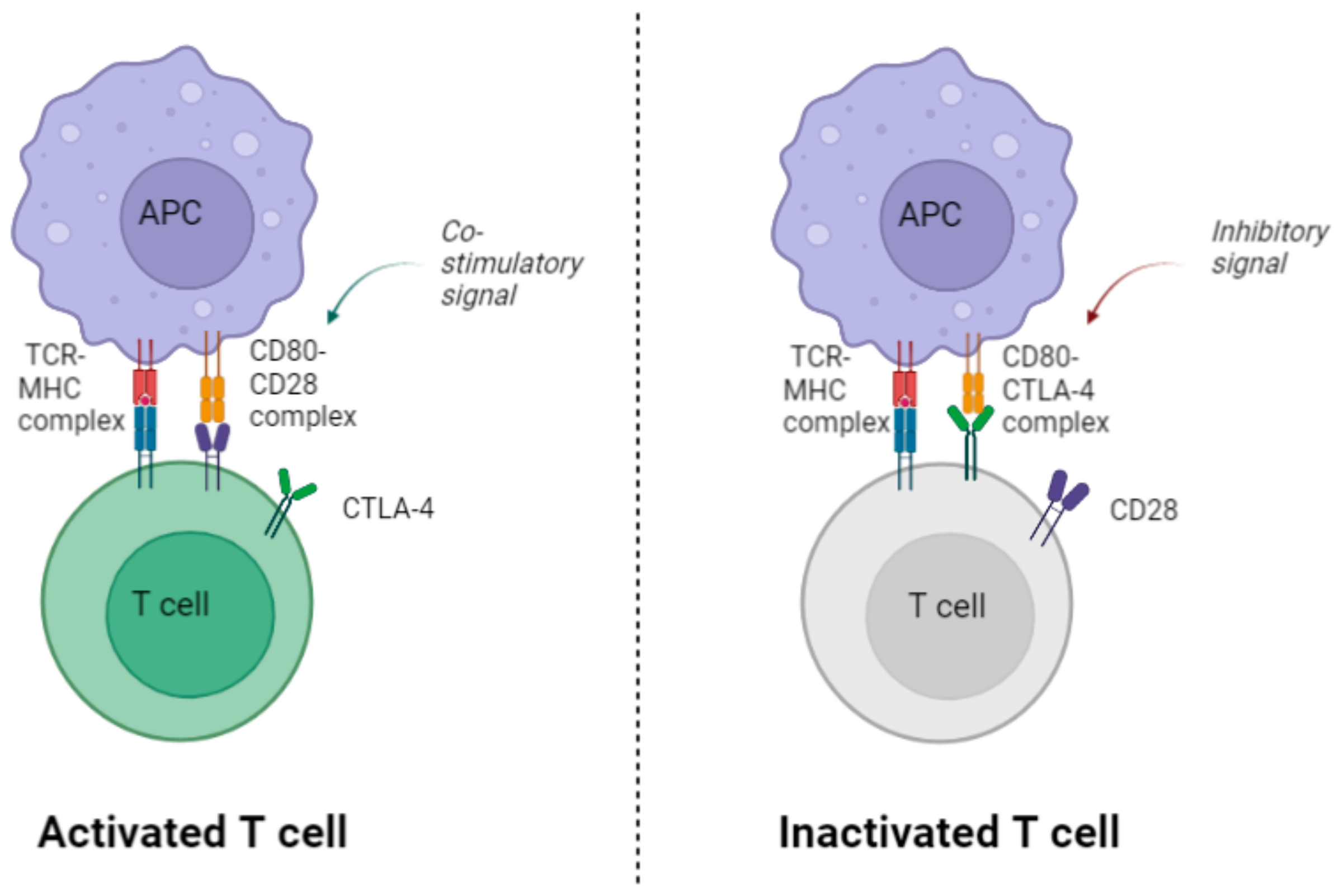 Viruses | Free Full-Text | The Role of CTLA-4 in T Cell Exhaustion 