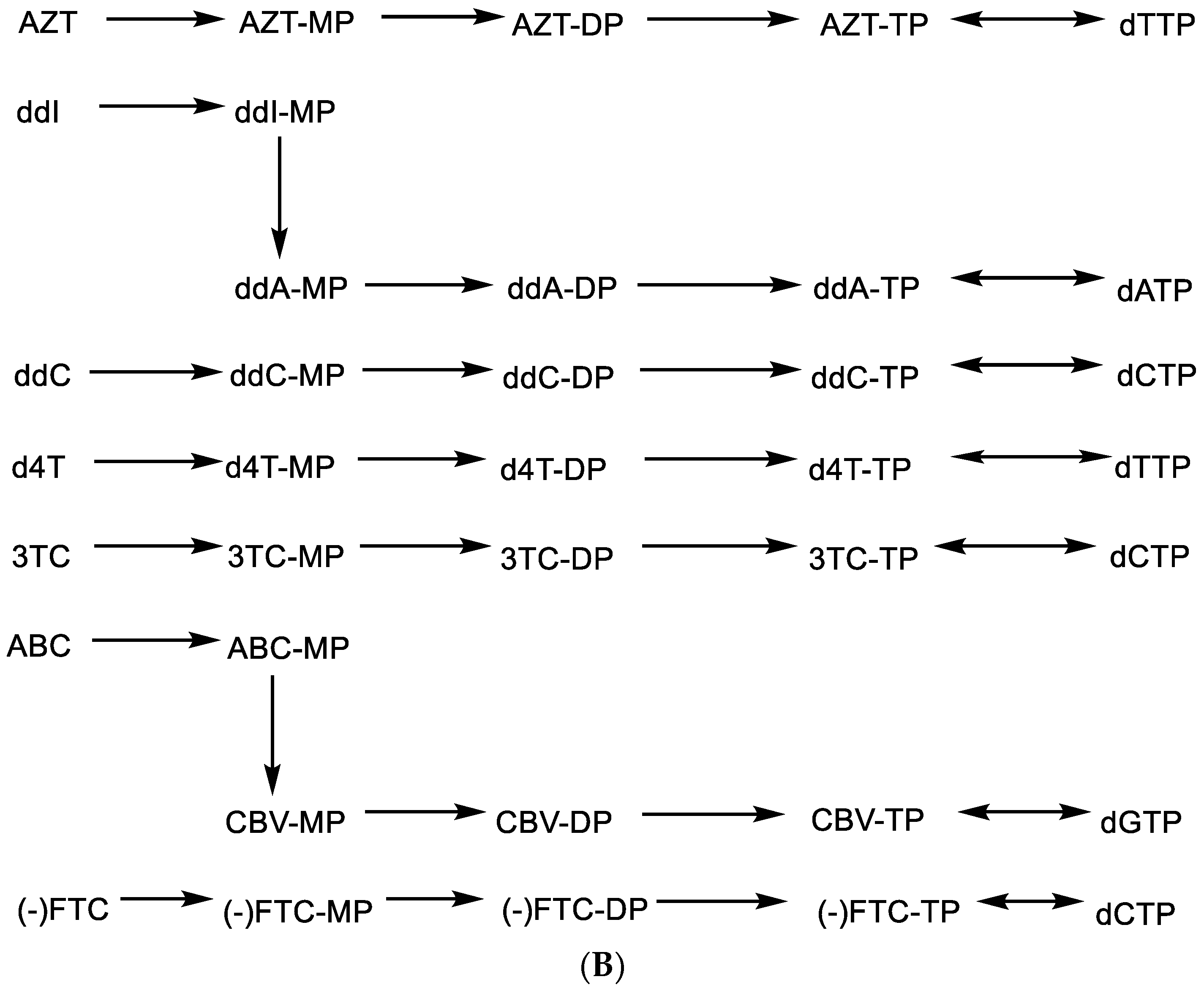 Viruses 15 01145 g005b Viruses 15 01145 g005b