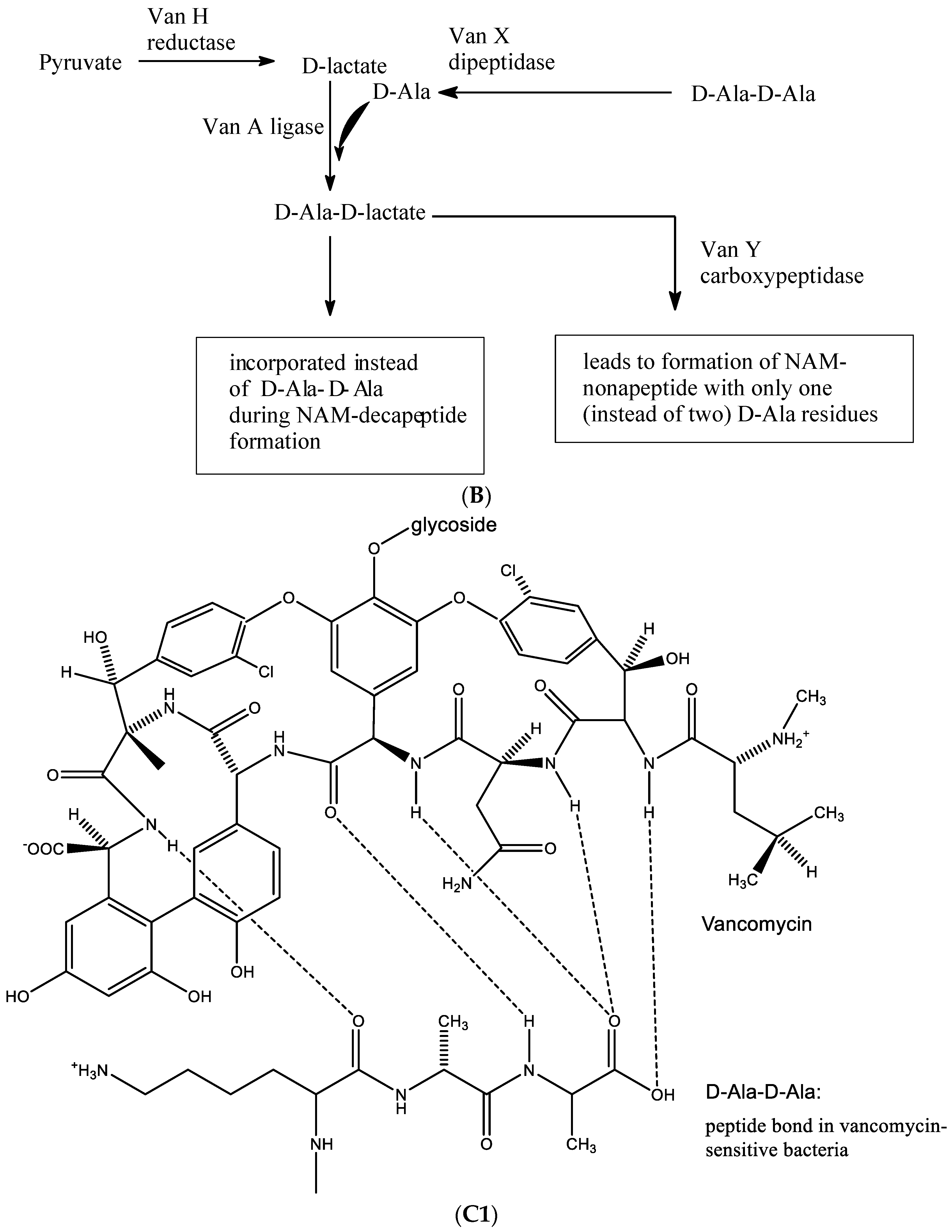 Viruses 15 01145 g014b Viruses 15 01145 g014b