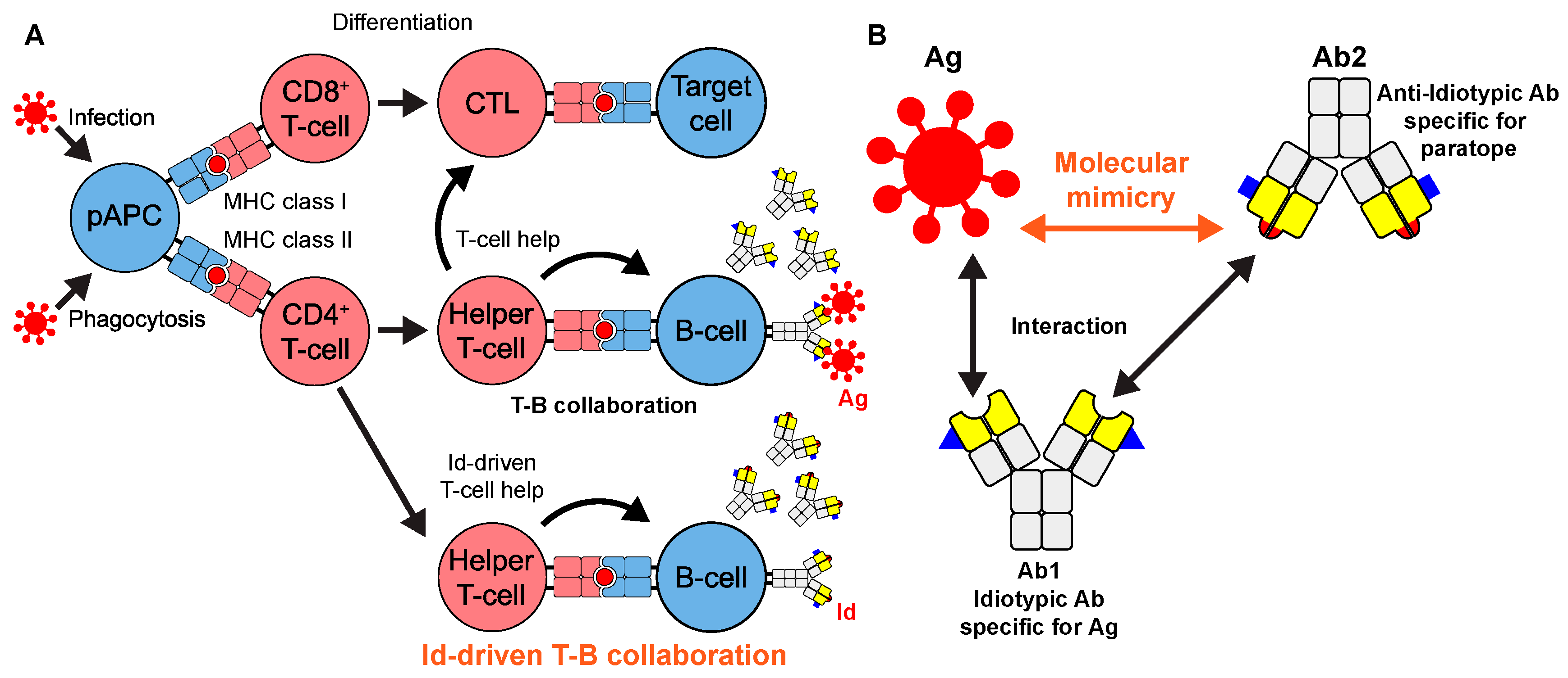 Viruses Free FullText IdiotopeDriven TCell/BCell Collaboration