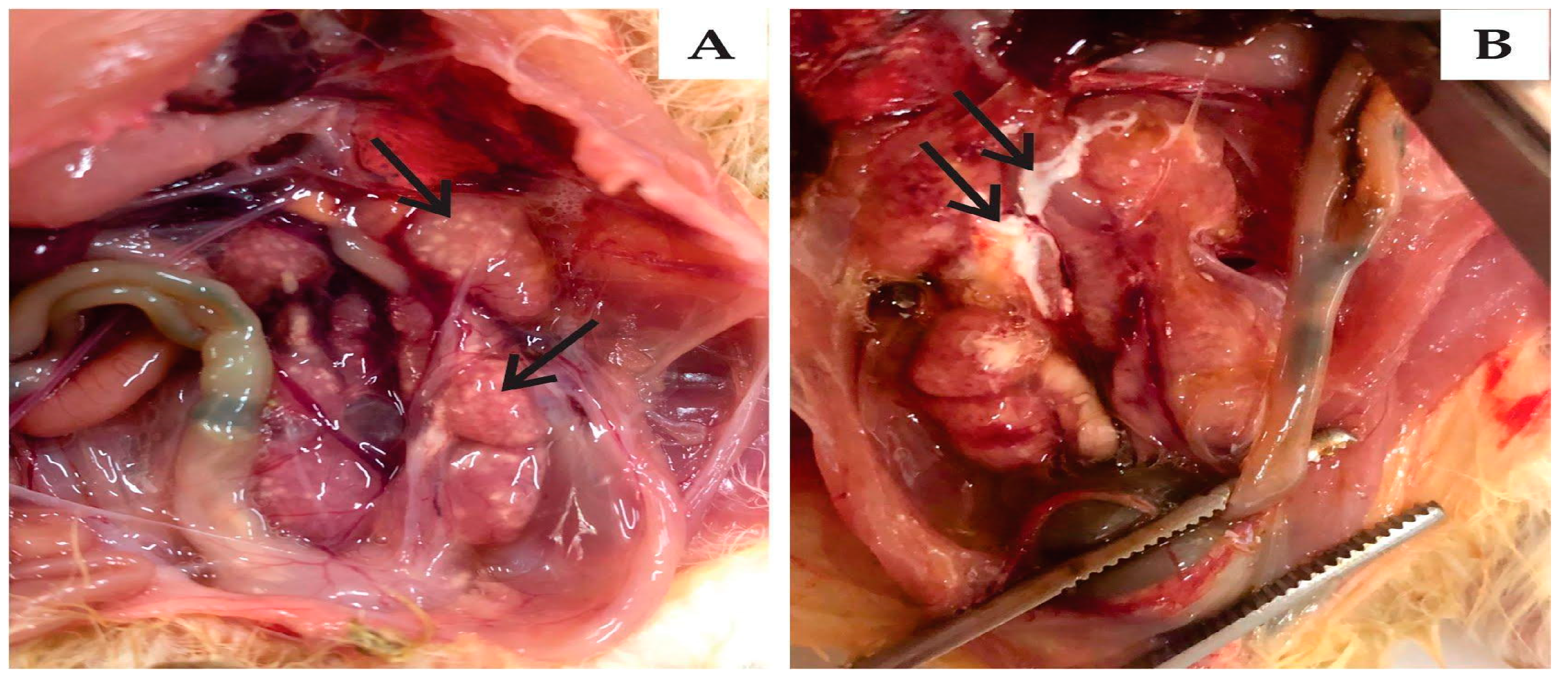 Viruses 15 01200 g003 Viruses 15 01200 g003