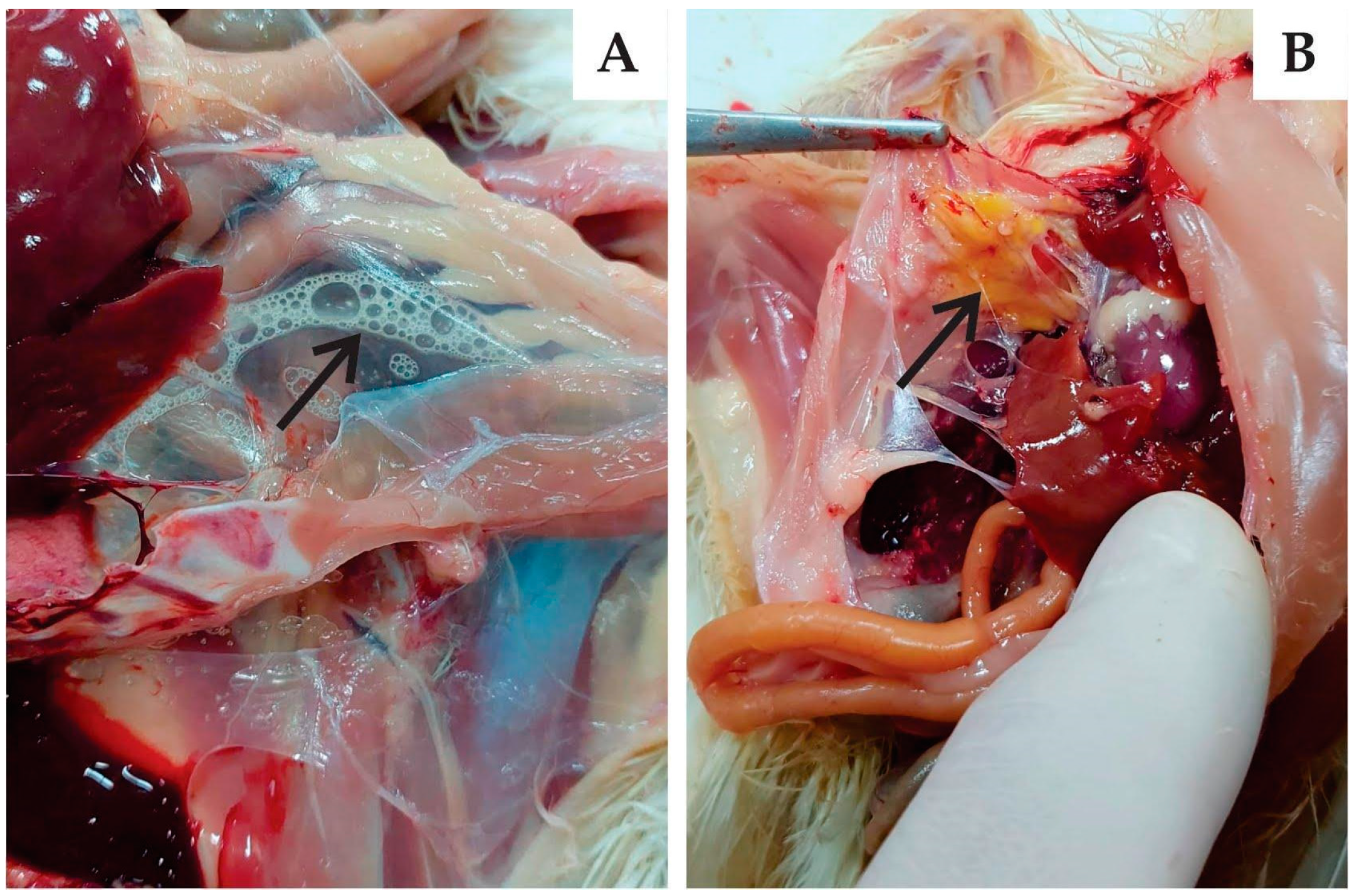 Viruses 15 01200 g004 Viruses 15 01200 g004