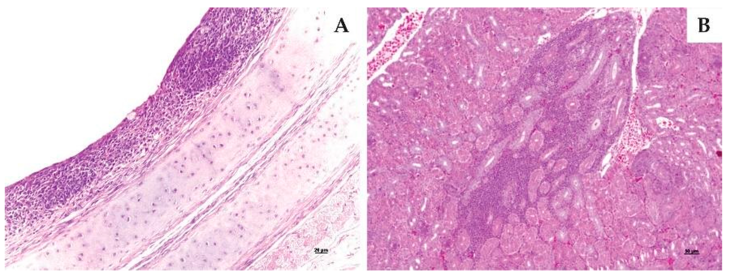 Viruses 15 01200 g005 Viruses 15 01200 g005