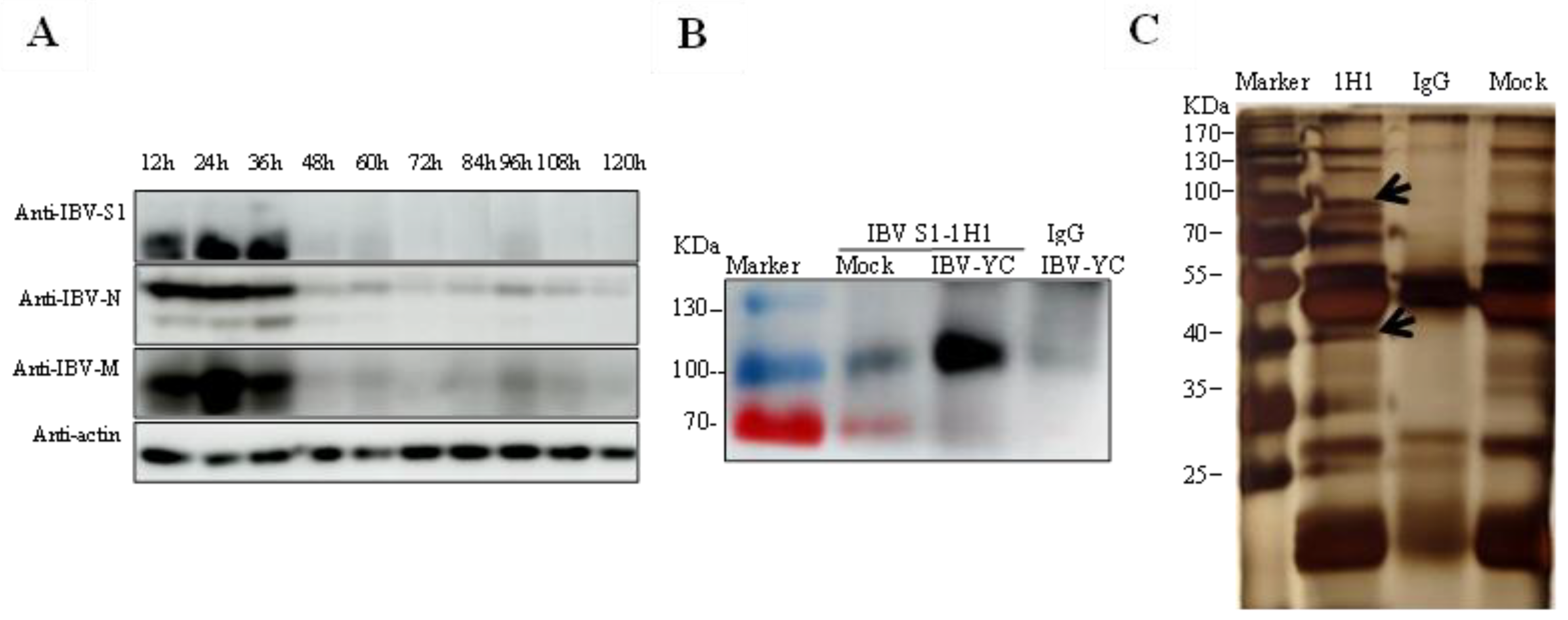 Viruses 15 01216 g003