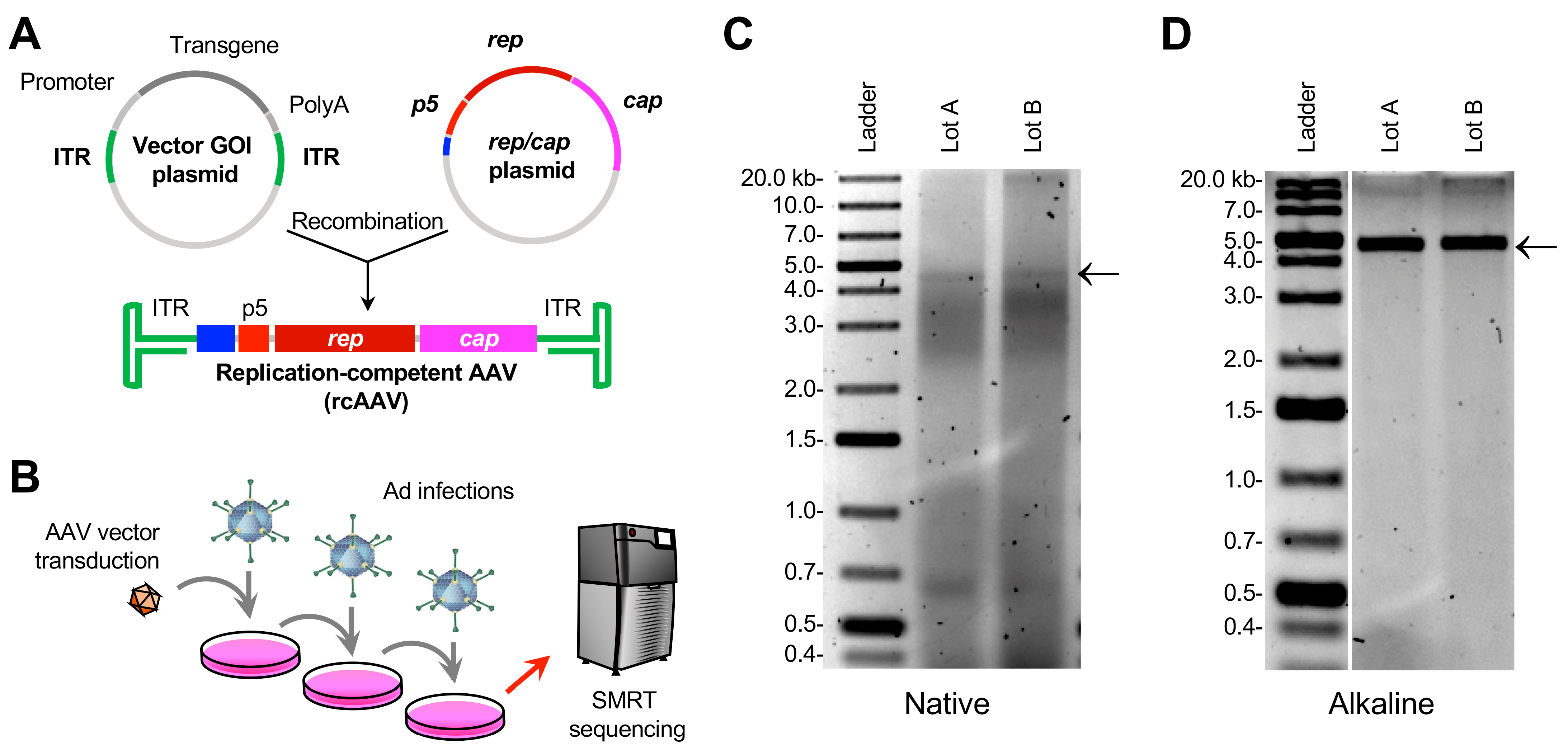 Viruses Free FullText Querying Junctions of Adeno