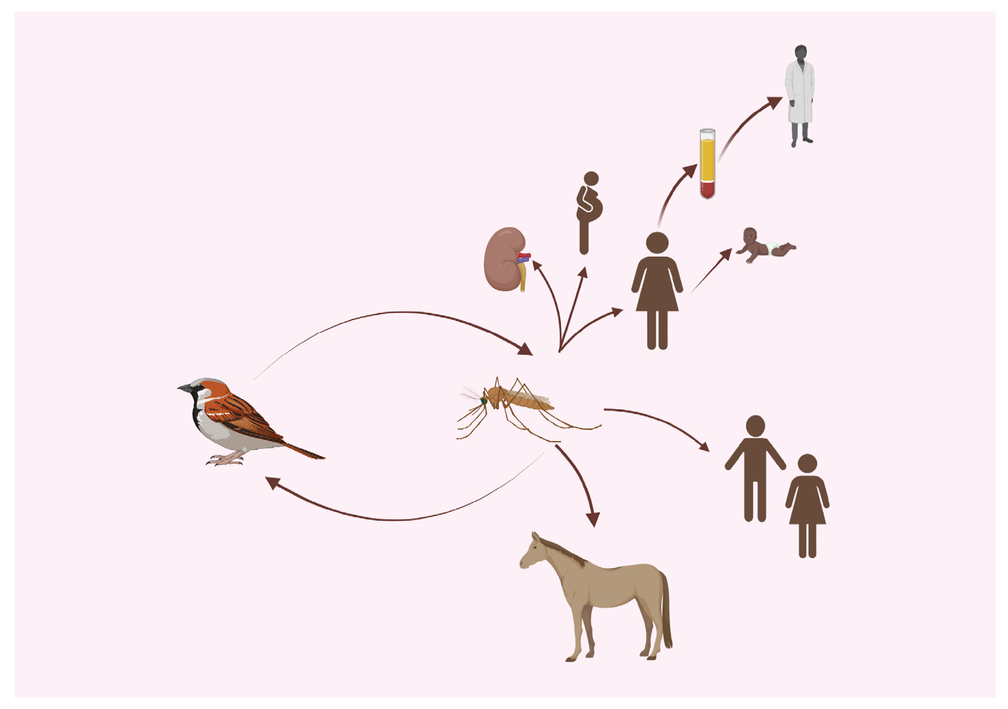 Viruses Free Full-Text Comparison of West Nile Virus Disease in Humans and Horses Exploiting Similarities for Enhancing Syndromic Surveillance