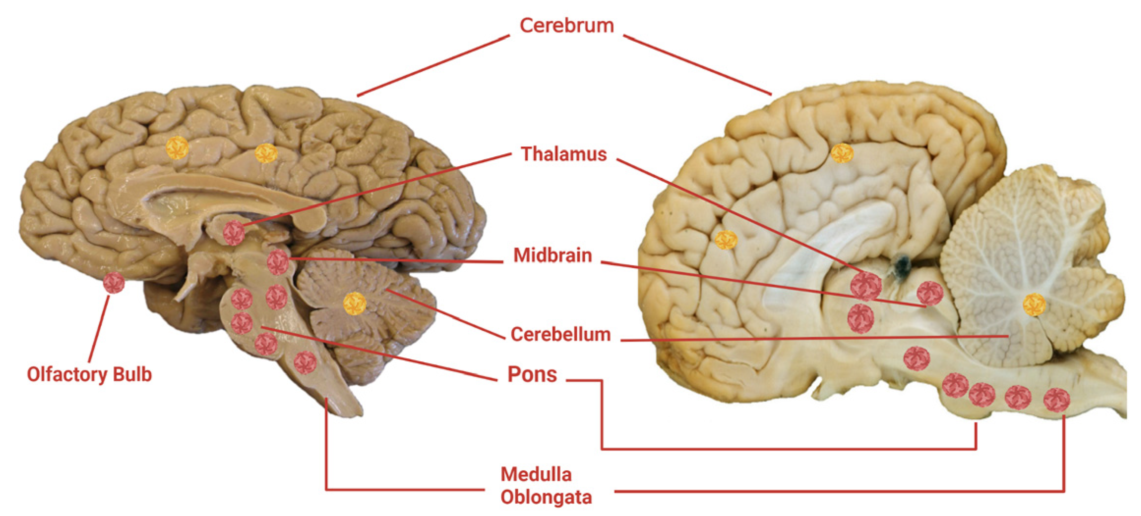 Viruses 15 01230 g002 Viruses 15 01230 g002