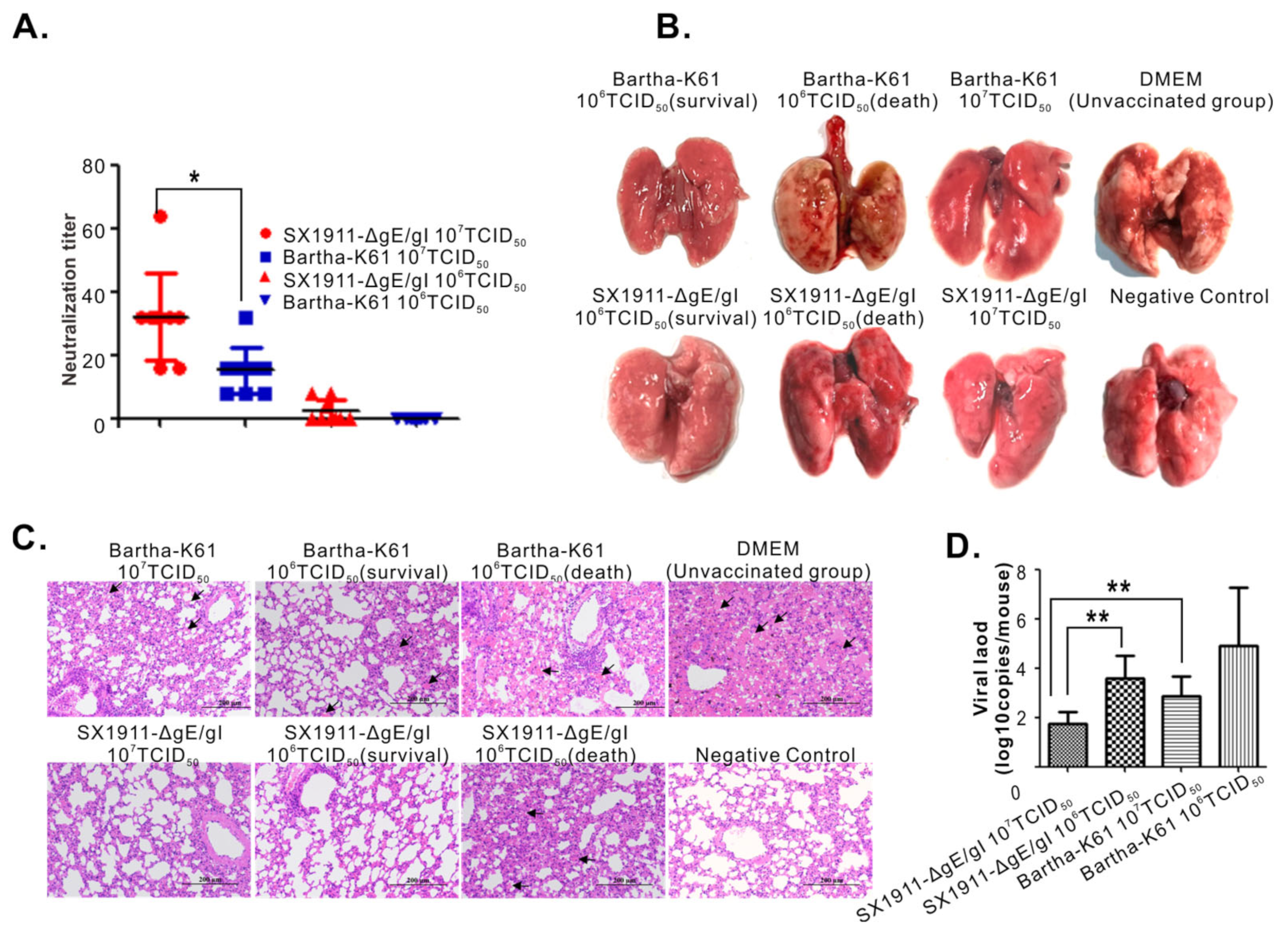 Viruses 15 01237 g007 Viruses 15 01237 g007