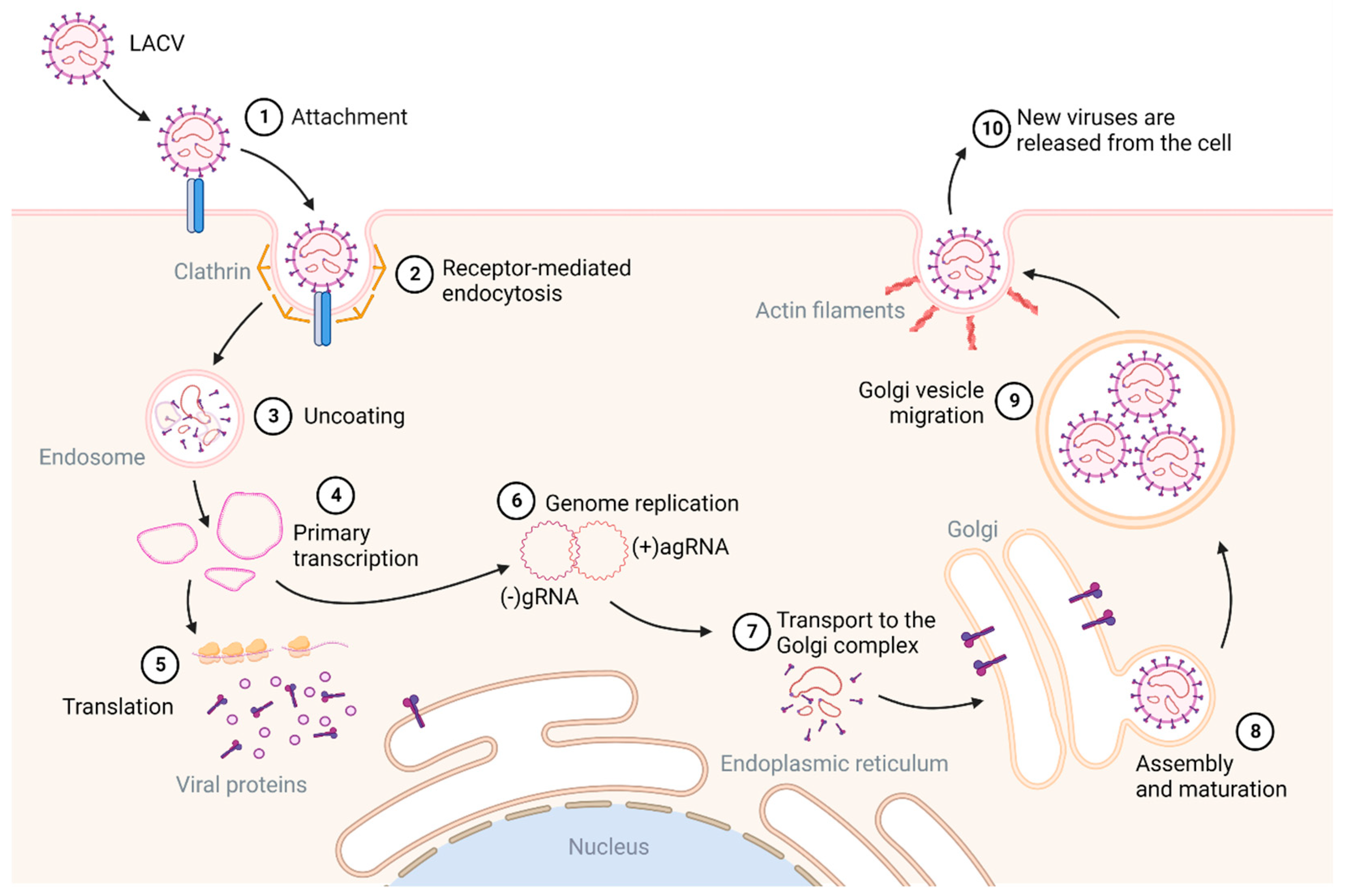 Viruses 15 01242 g002 Viruses 15 01242 g002