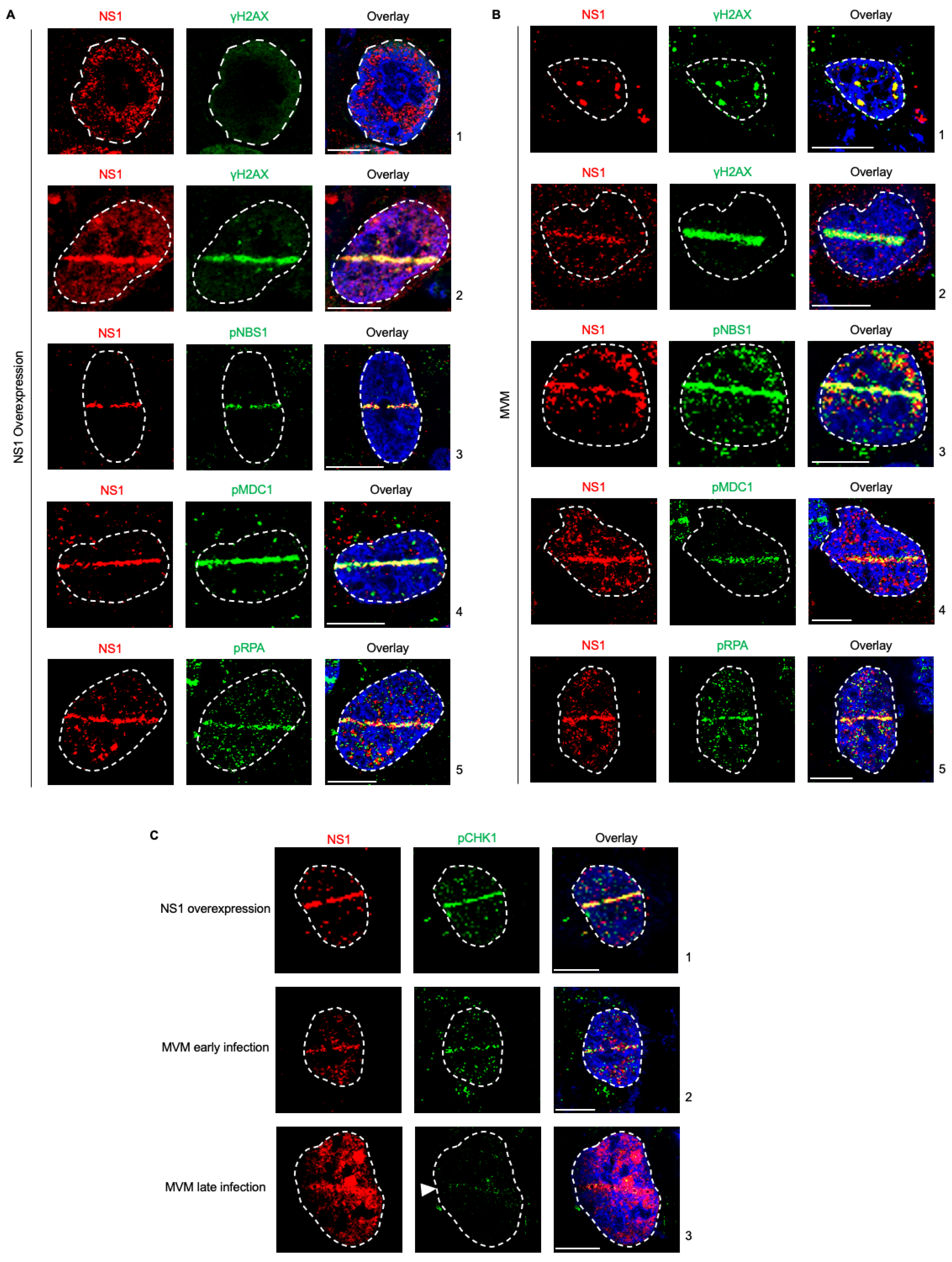 Viruses 15 01243 g001 Viruses 15 01243 g001