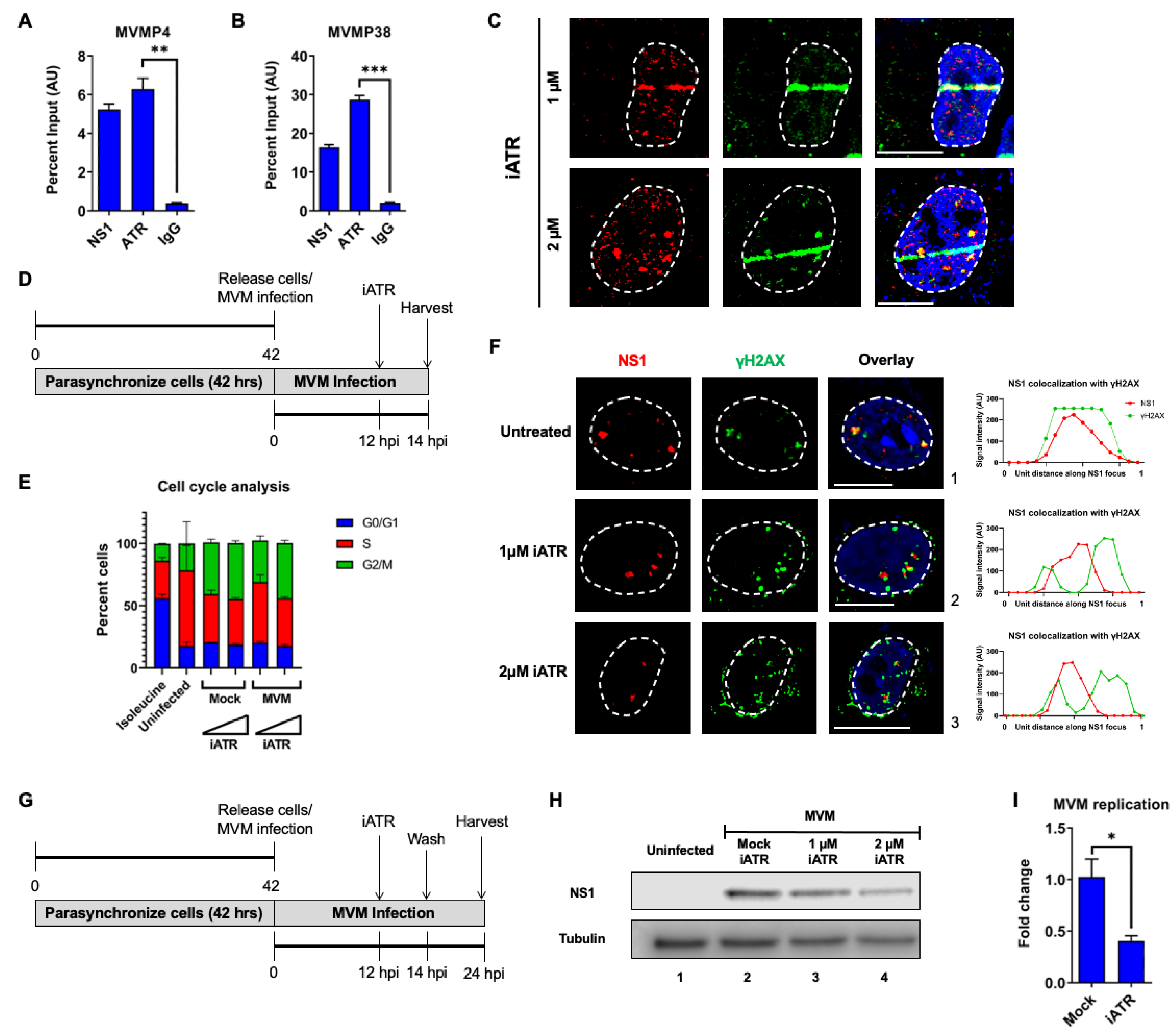 Viruses 15 01243 g003 Viruses 15 01243 g003