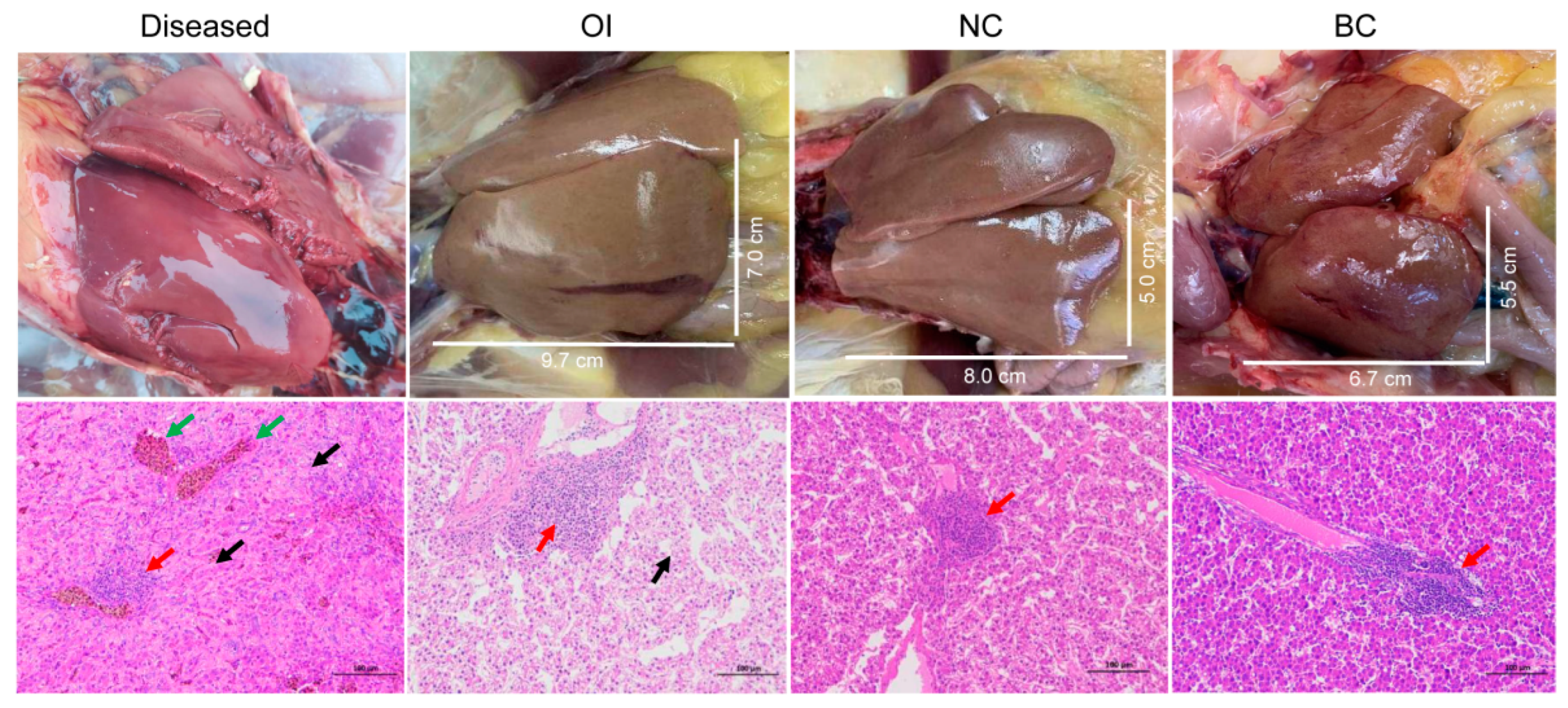 Viruses 15 01249 g001
