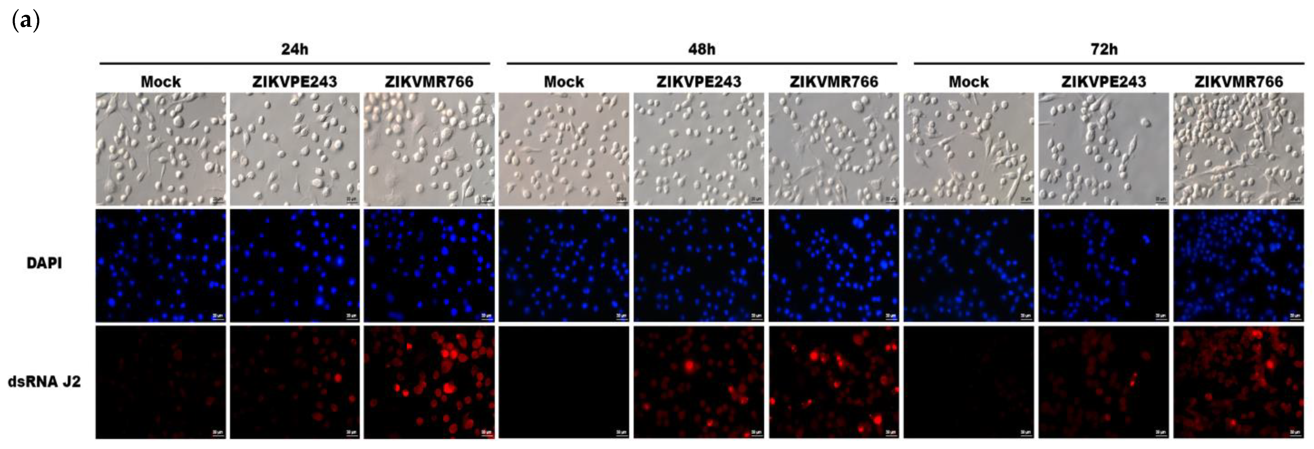 Viruses 15 01250 g001a