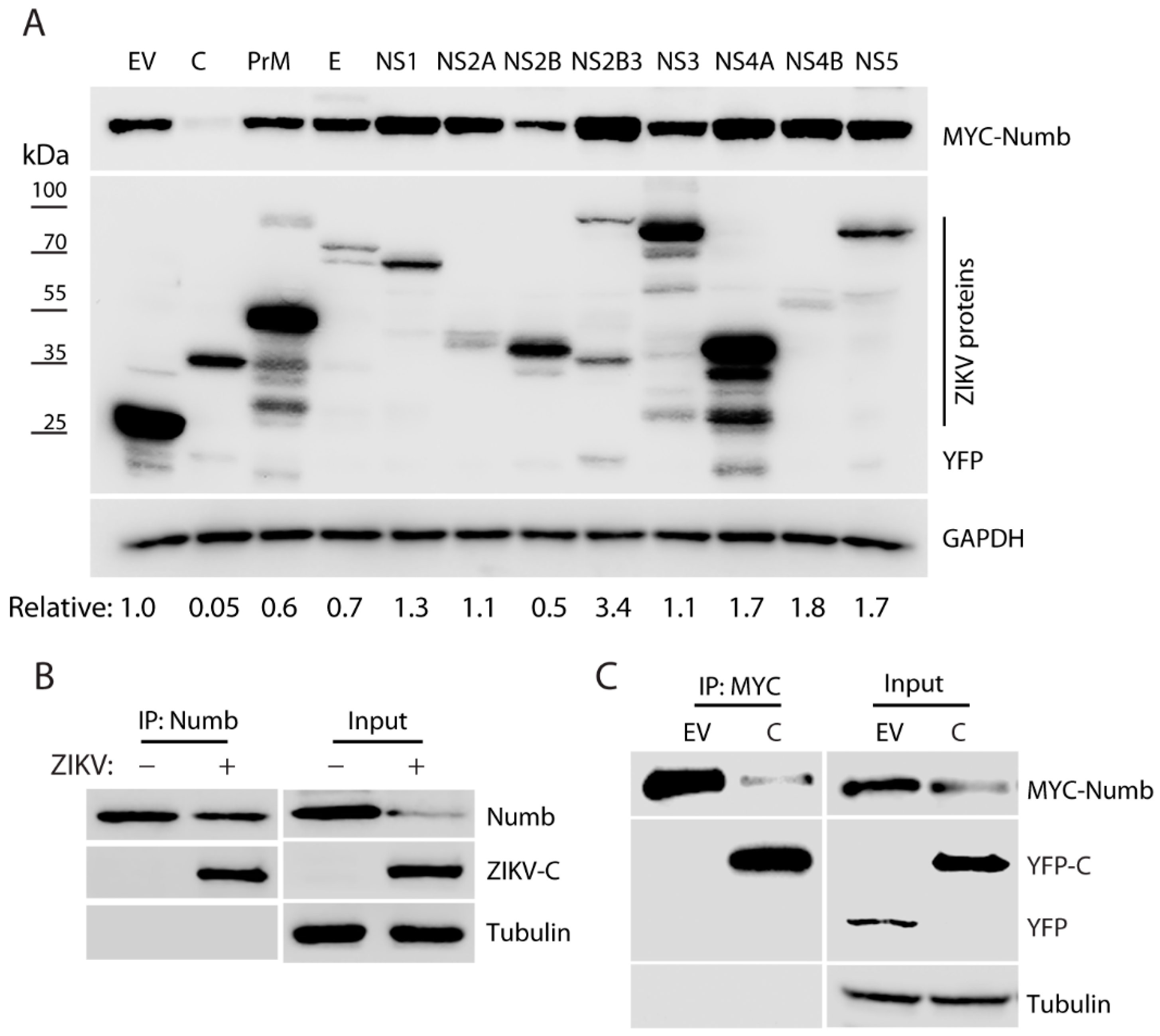 Viruses 15 01258 g004 Viruses 15 01258 g004
