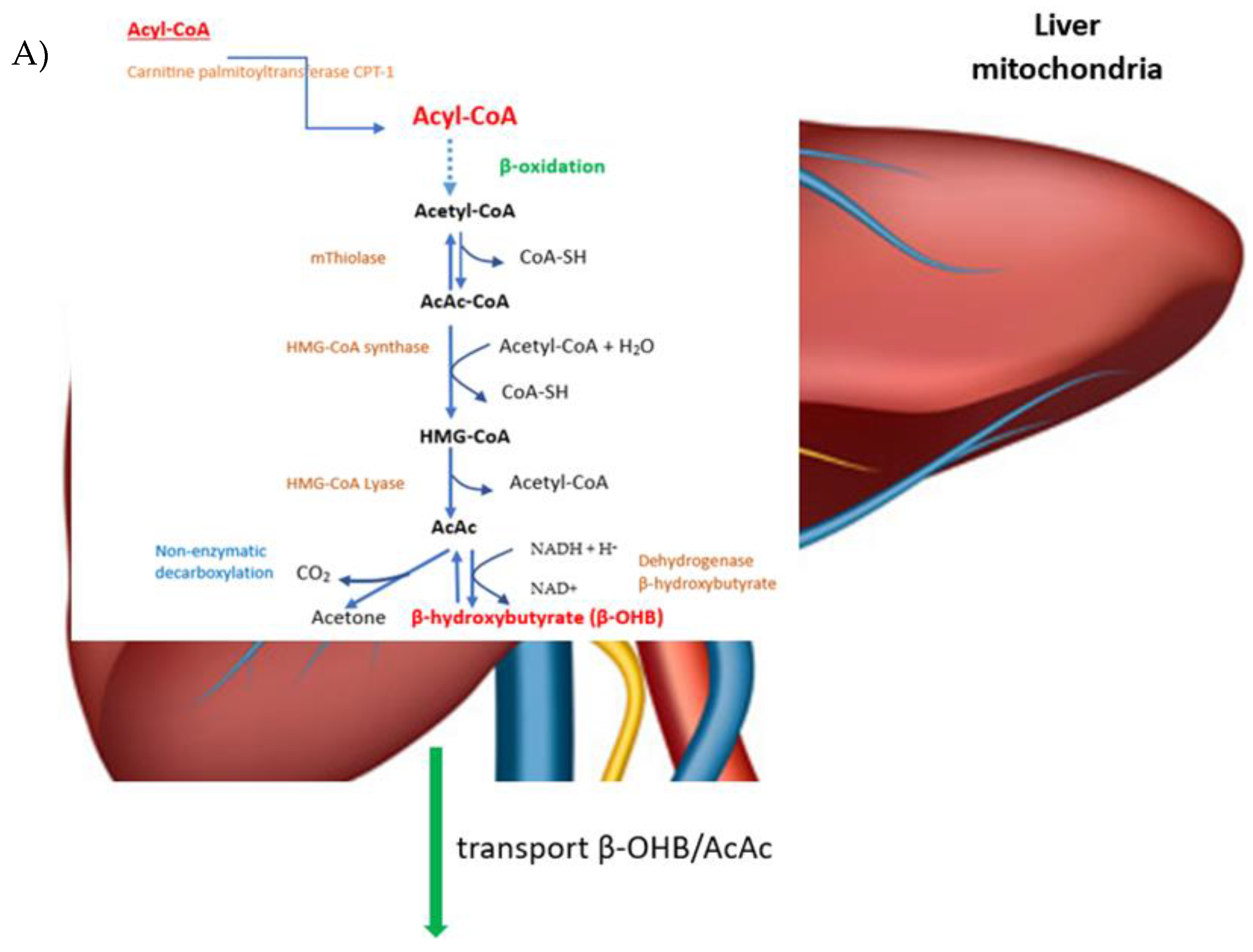 Viruses 15 01262 g003a Viruses 15 01262 g003a