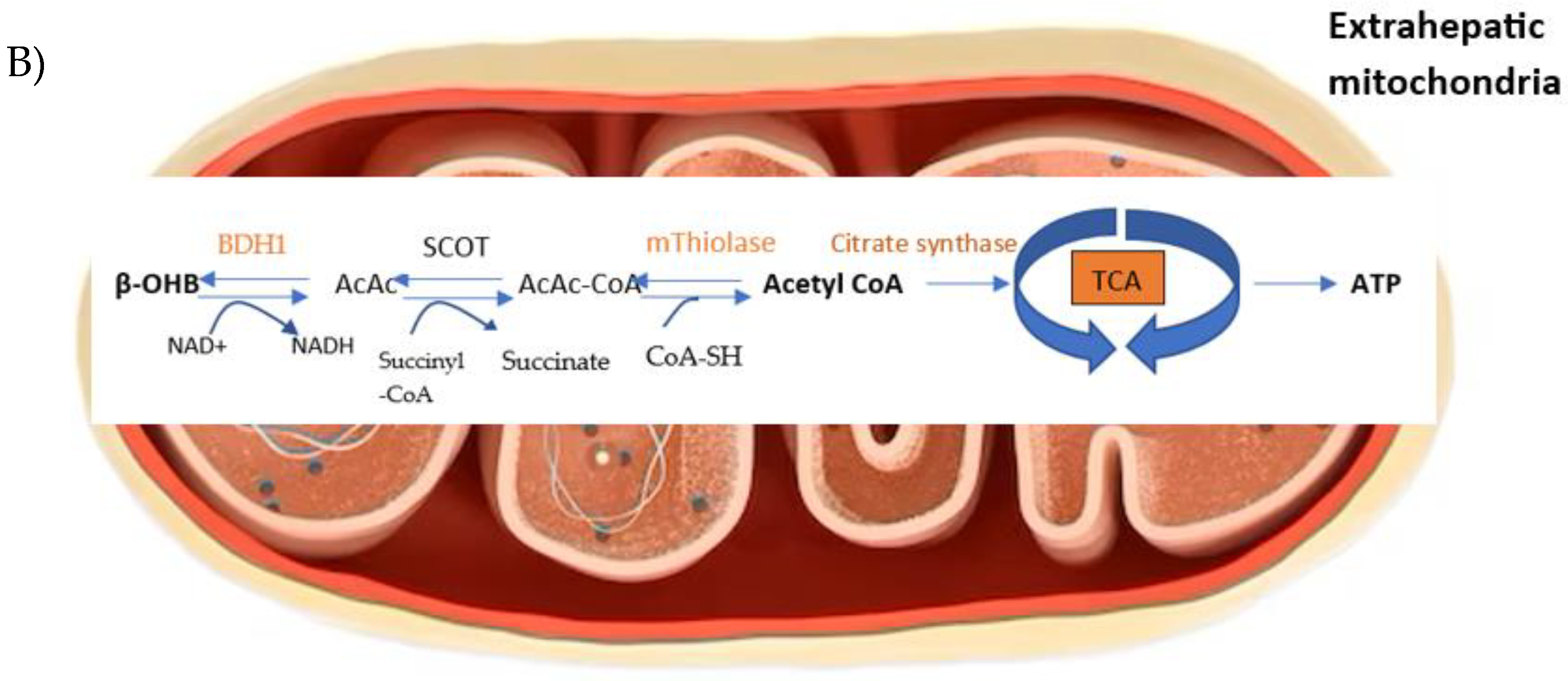 Viruses 15 01262 g003b Viruses 15 01262 g003b