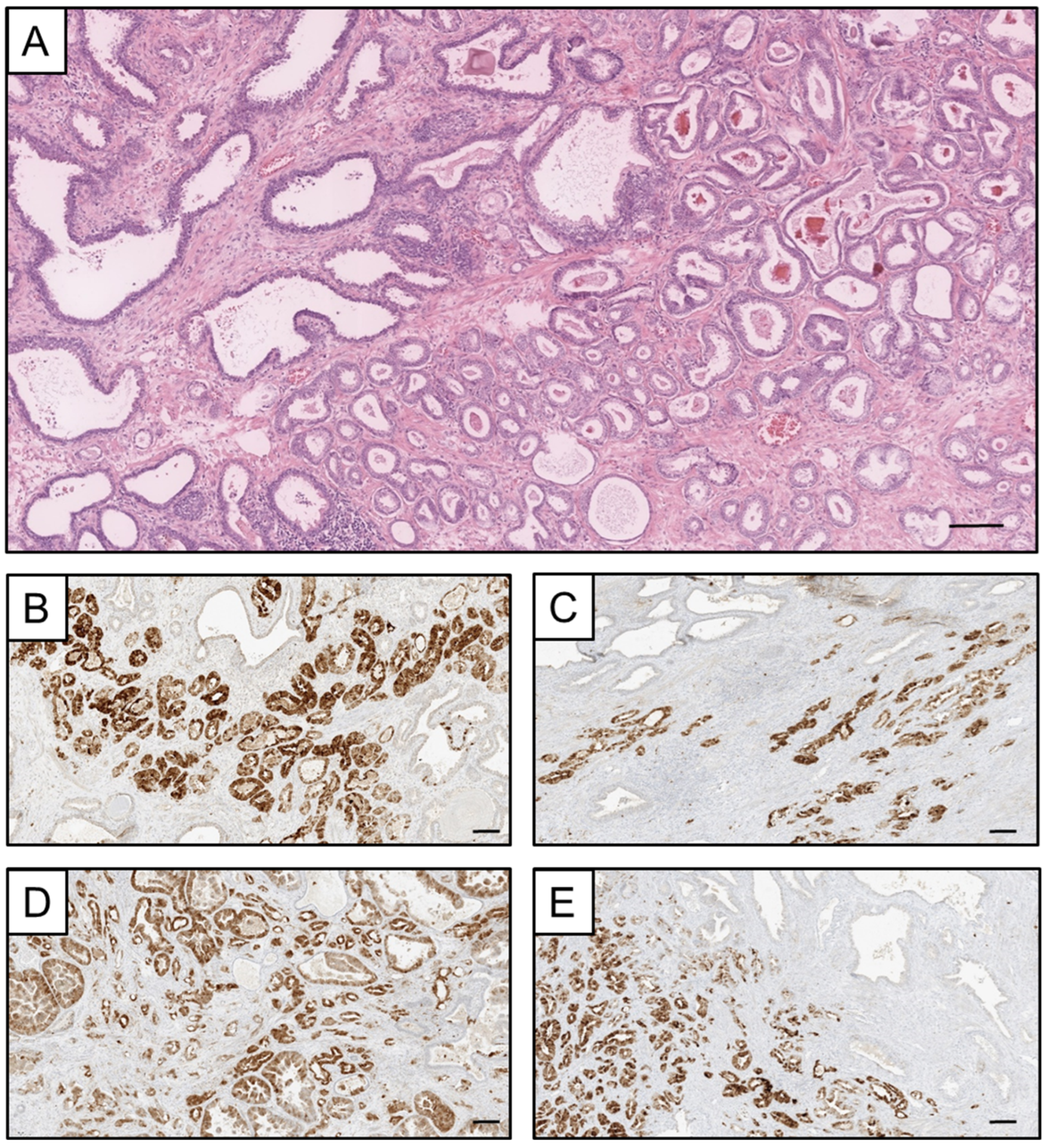 Viruses 15 01264 g003