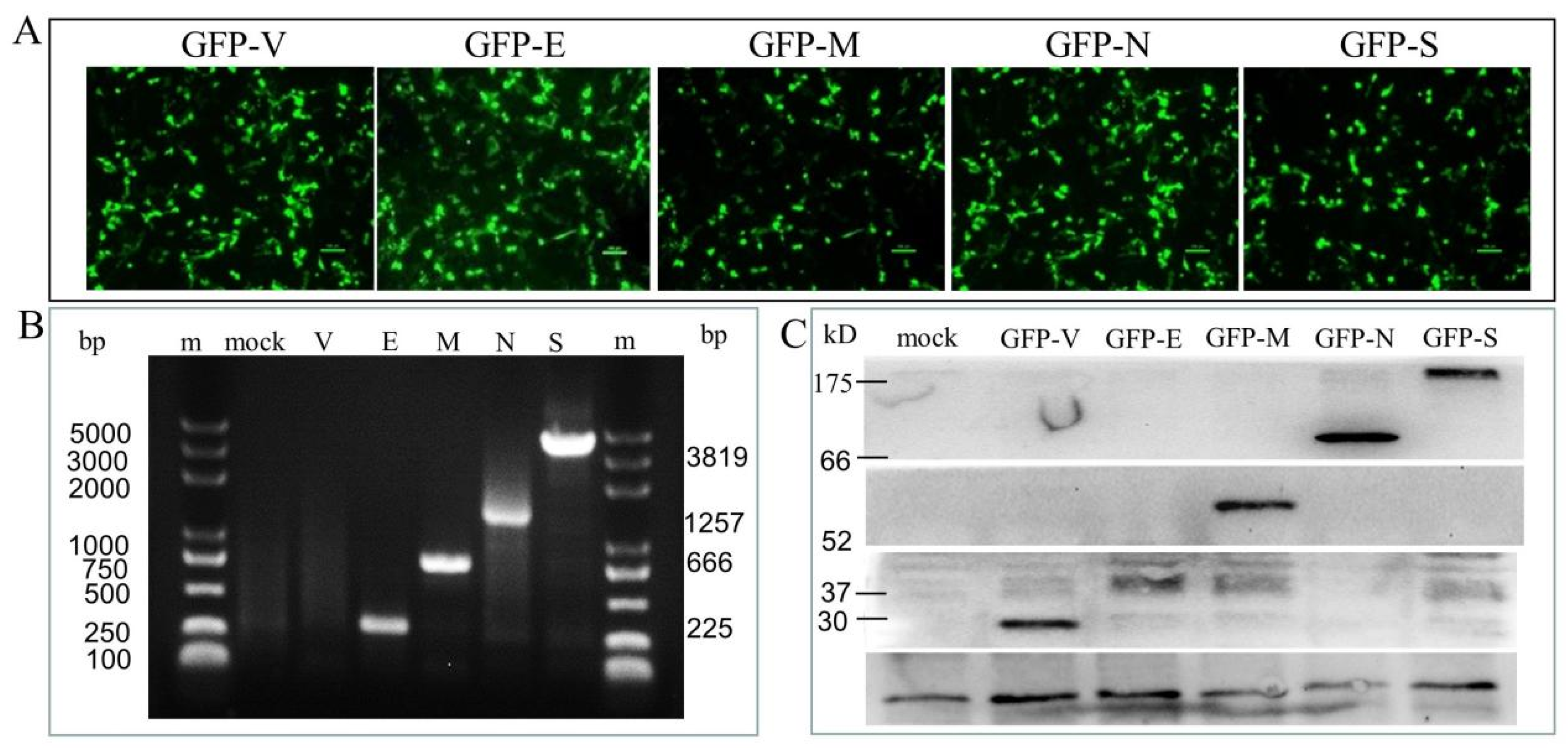 Viruses 15 01272 g001 Viruses 15 01272 g001