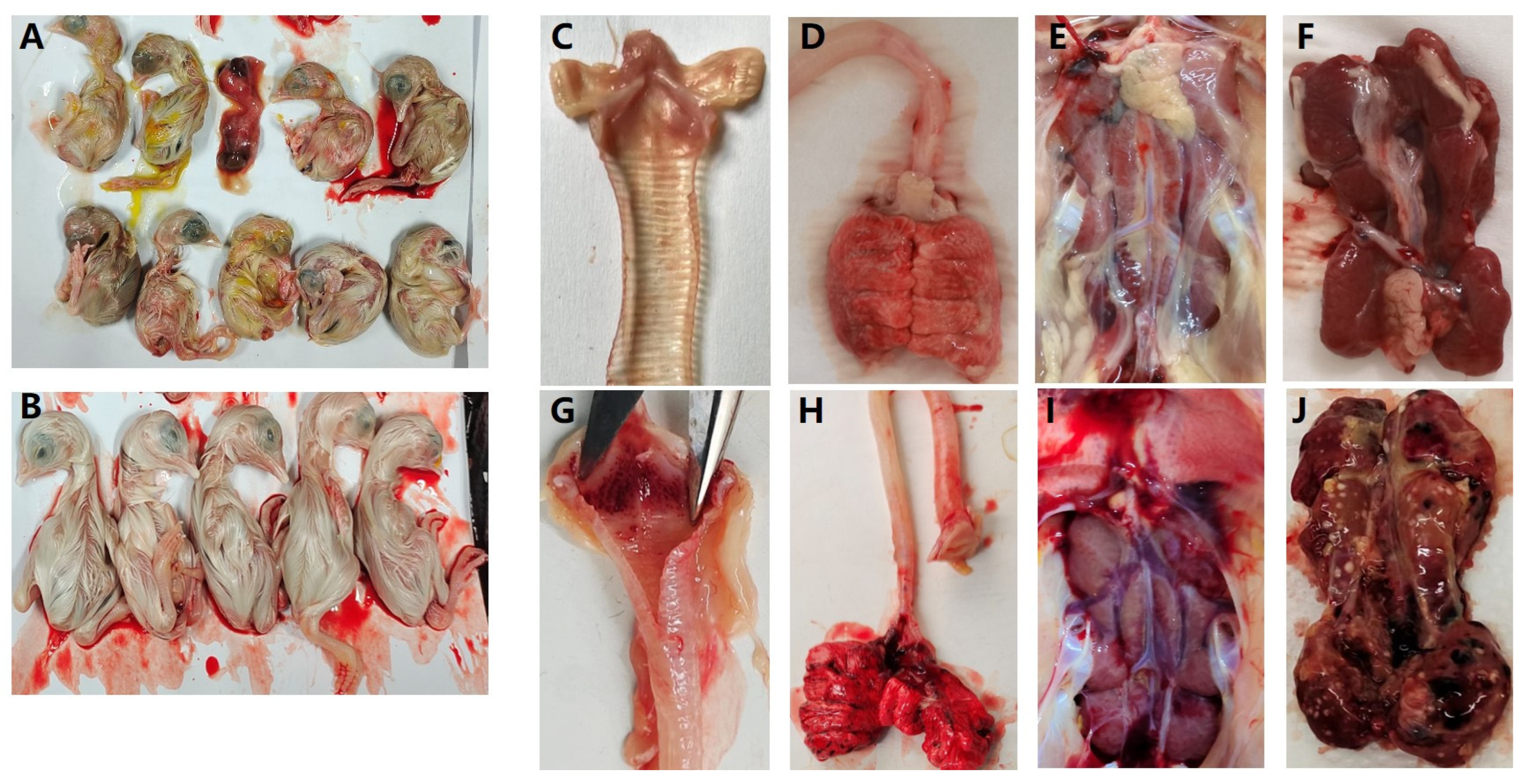Viruses 15 01273 g004 Viruses 15 01273 g004