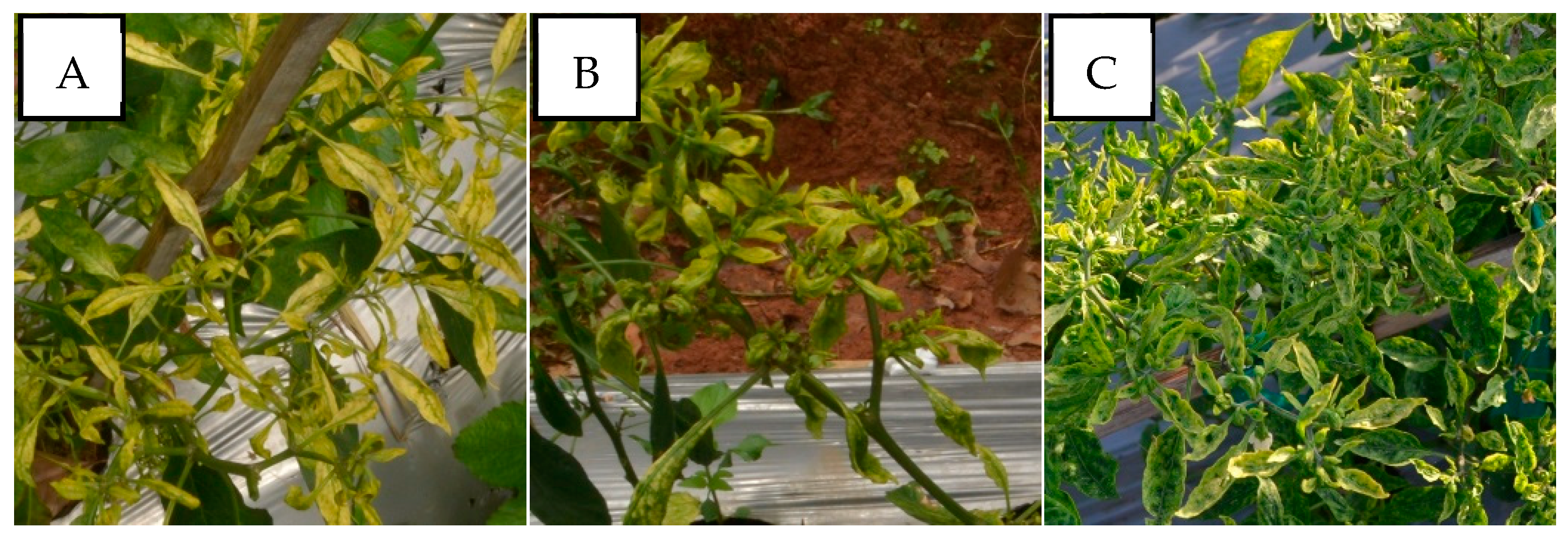 Viruses 15 01278 g004