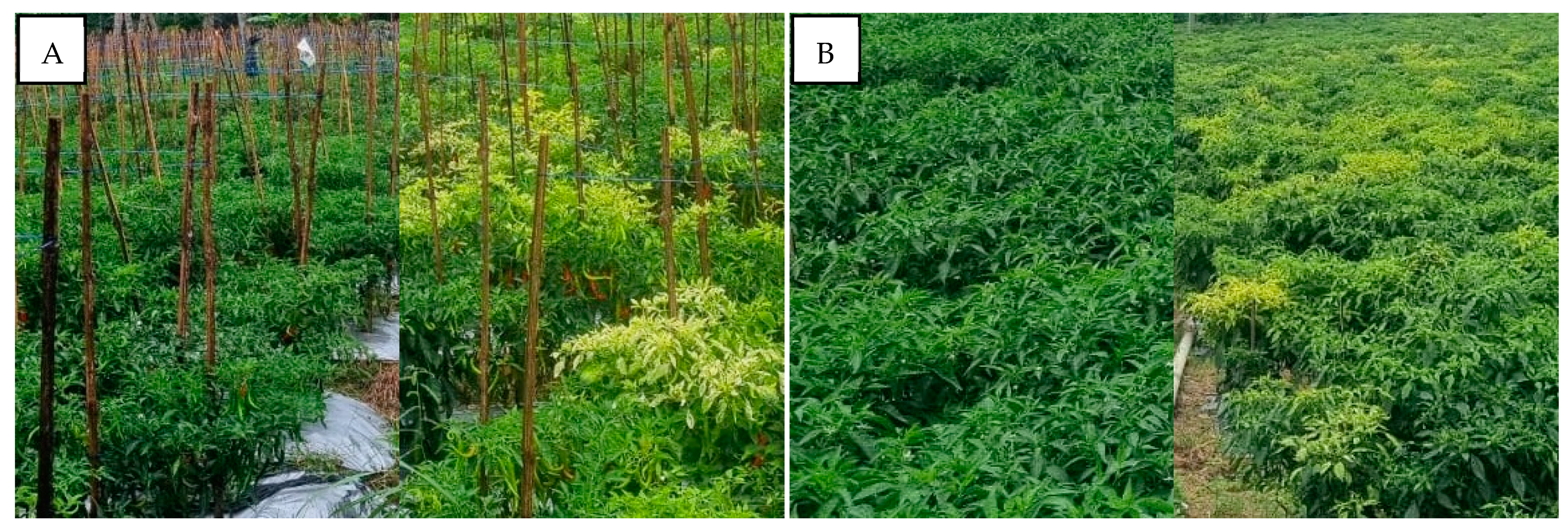 Viruses 15 01278 g008