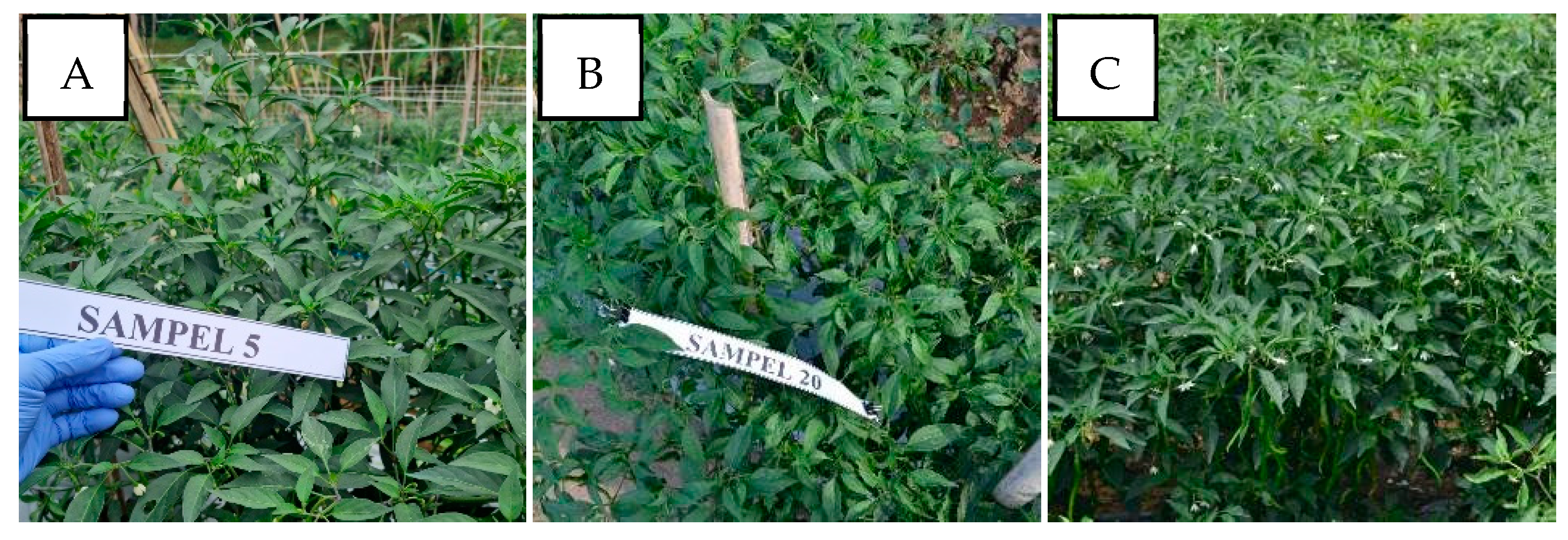 Viruses 15 01278 g009