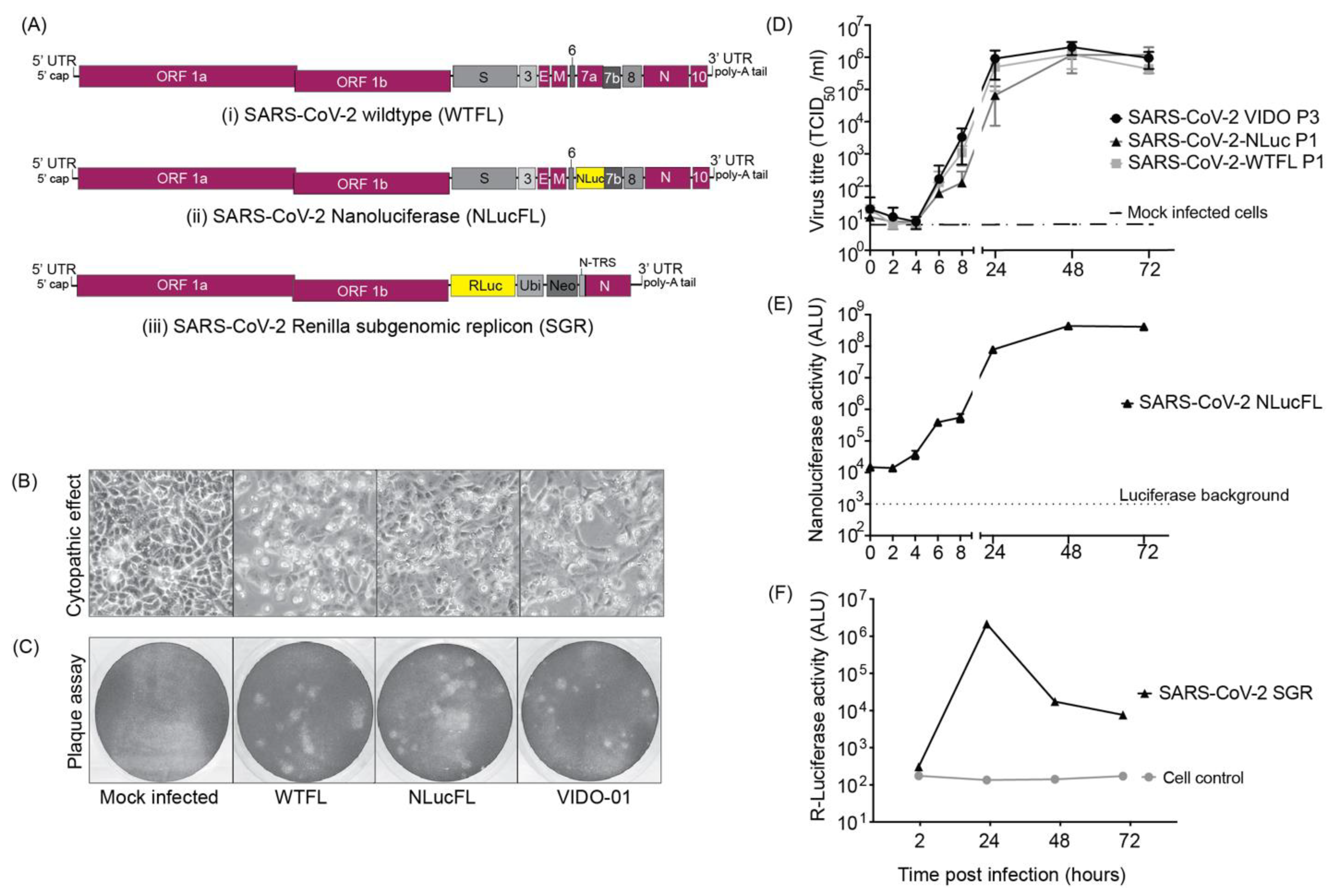 Viruses 15 01281 g001
