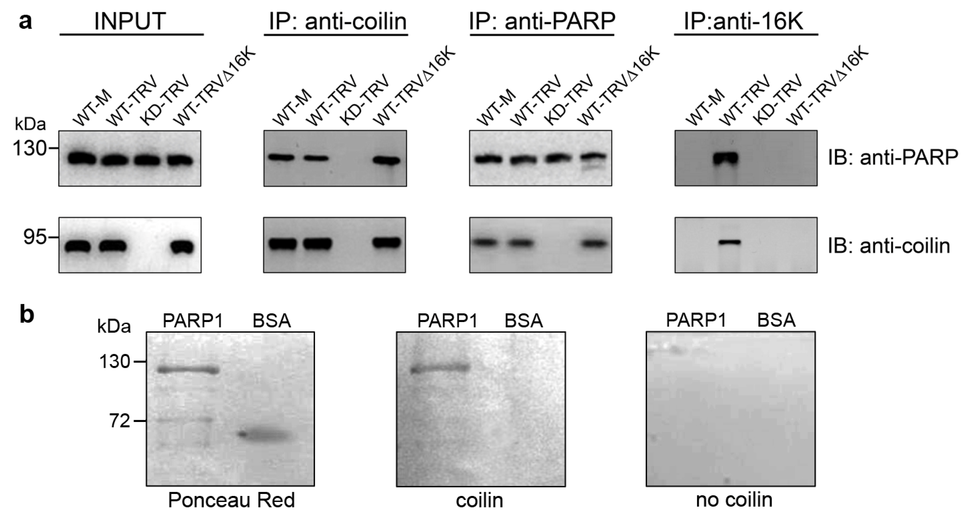 Viruses 15 01282 g002 Viruses 15 01282 g002