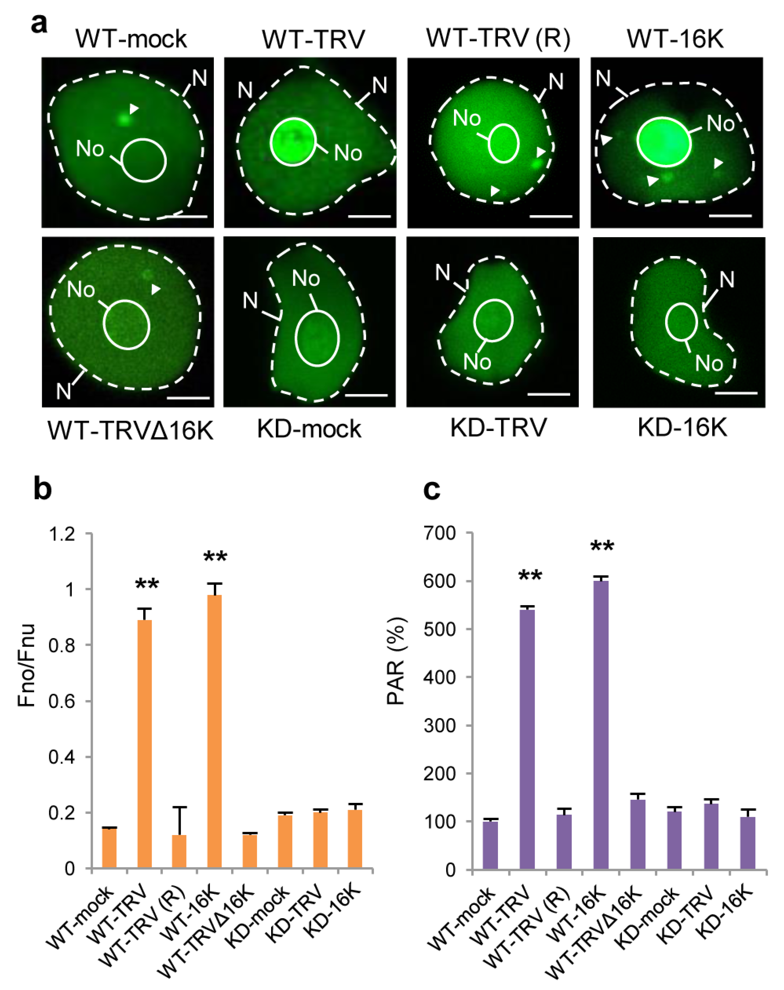 Viruses 15 01282 g003 Viruses 15 01282 g003
