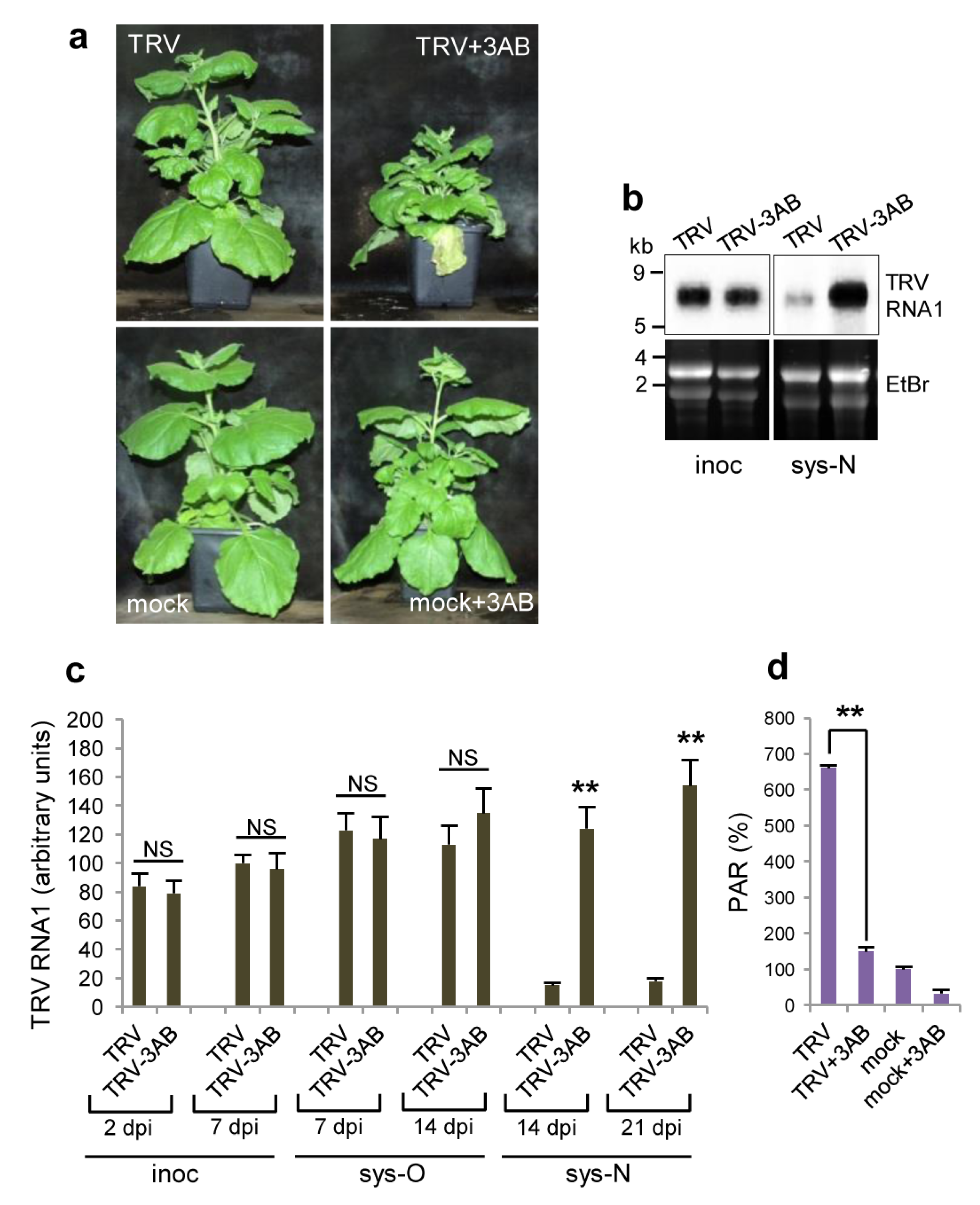 Viruses 15 01282 g004 Viruses 15 01282 g004