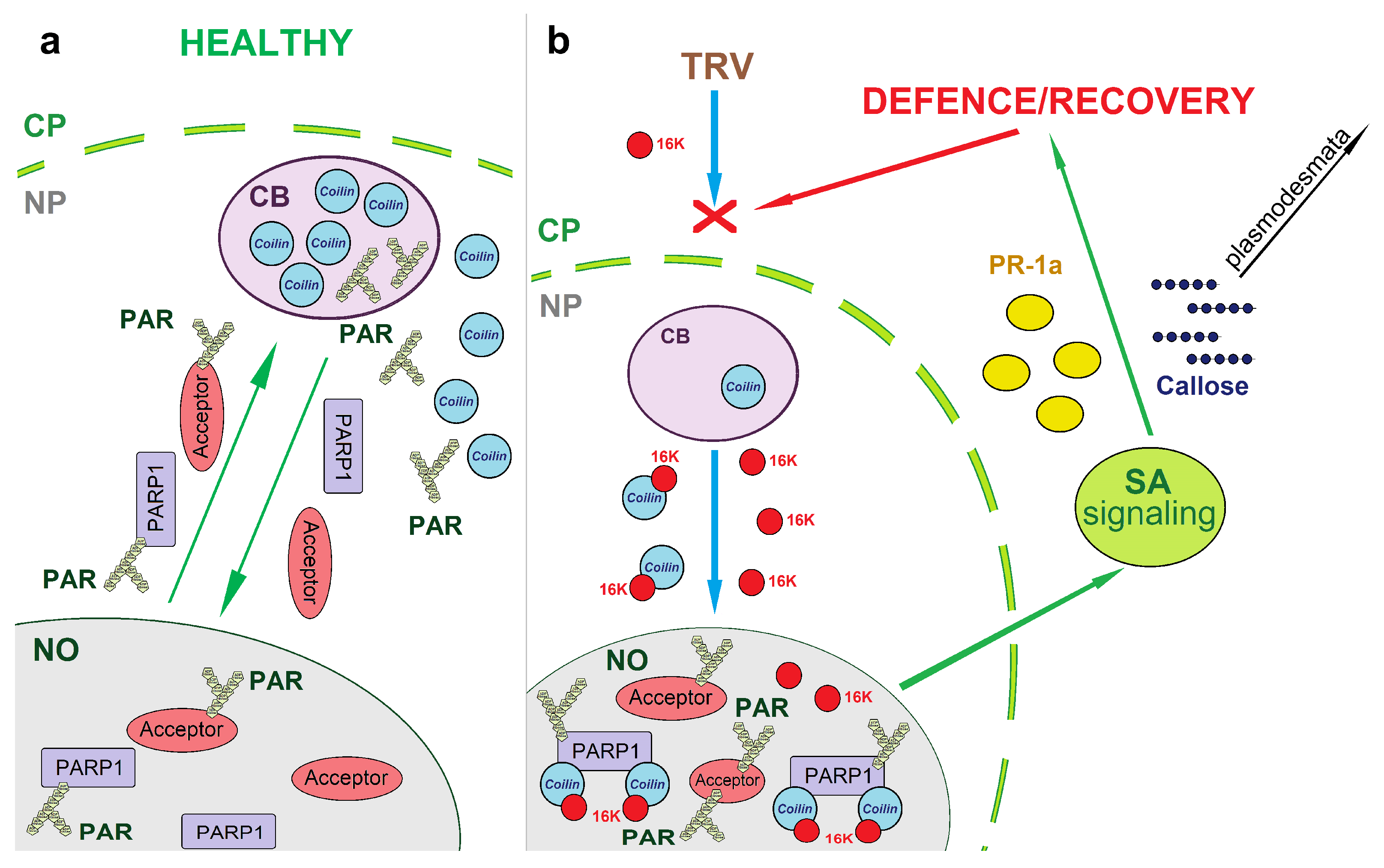 Viruses 15 01282 g008 Viruses 15 01282 g008
