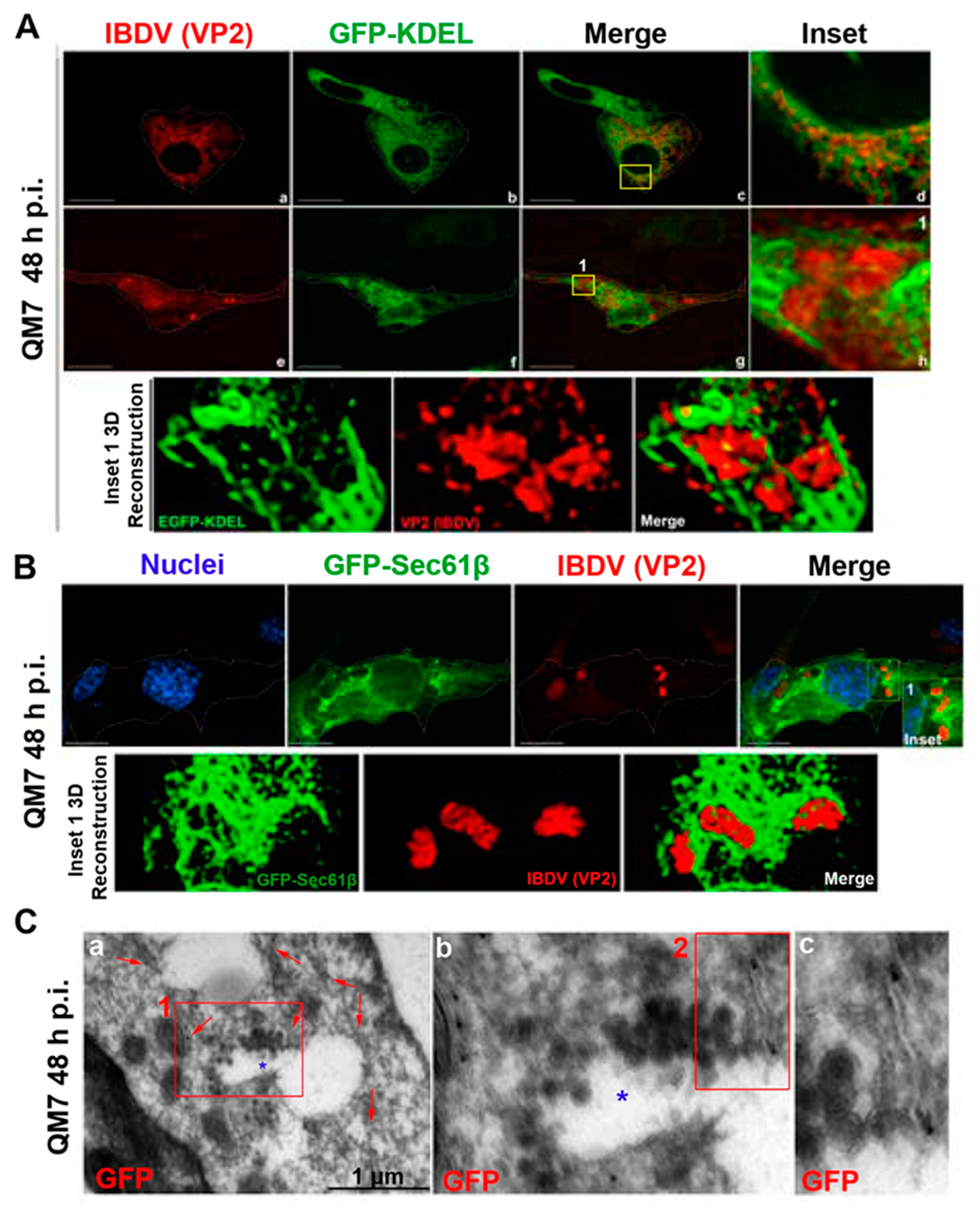 Viruses 15 01295 g003