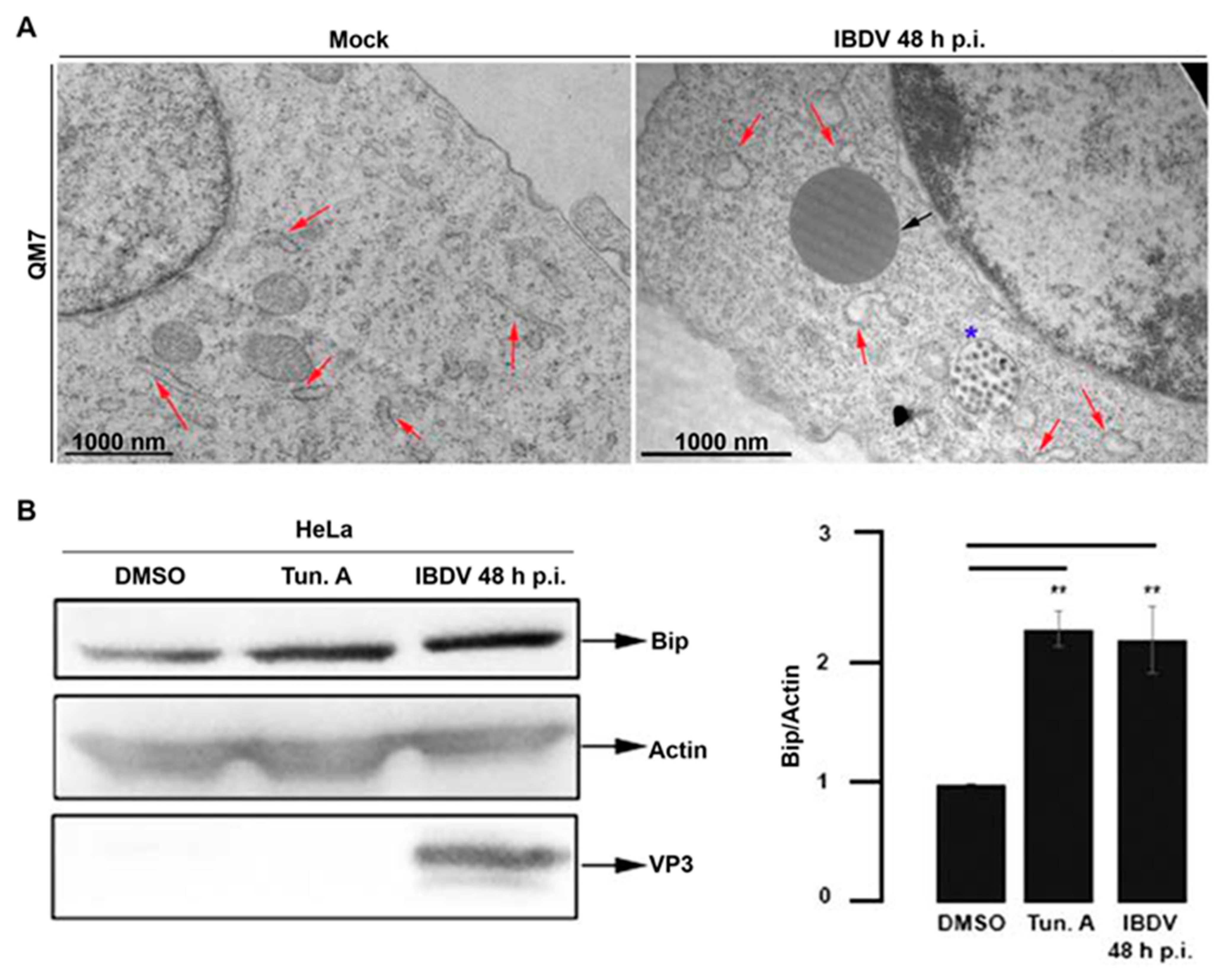 Viruses 15 01295 g004