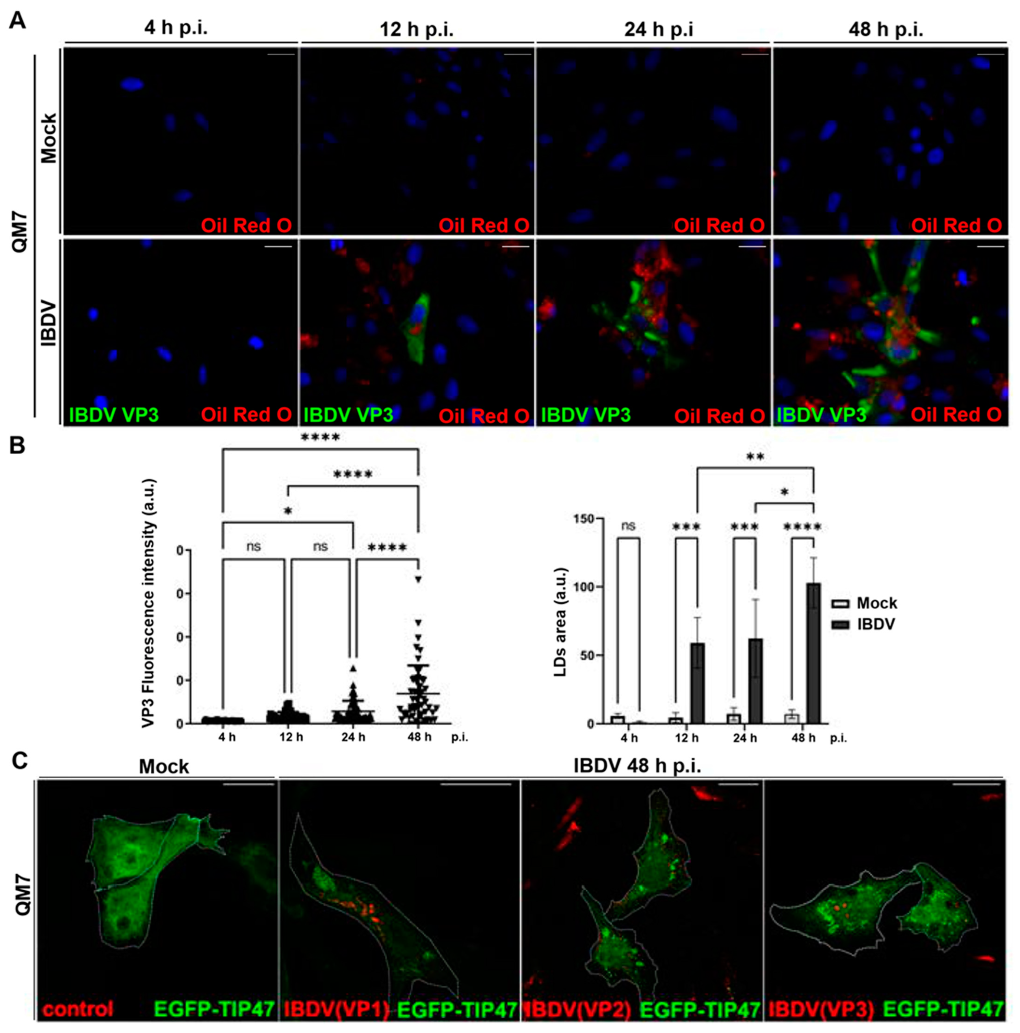 Viruses 15 01295 g005