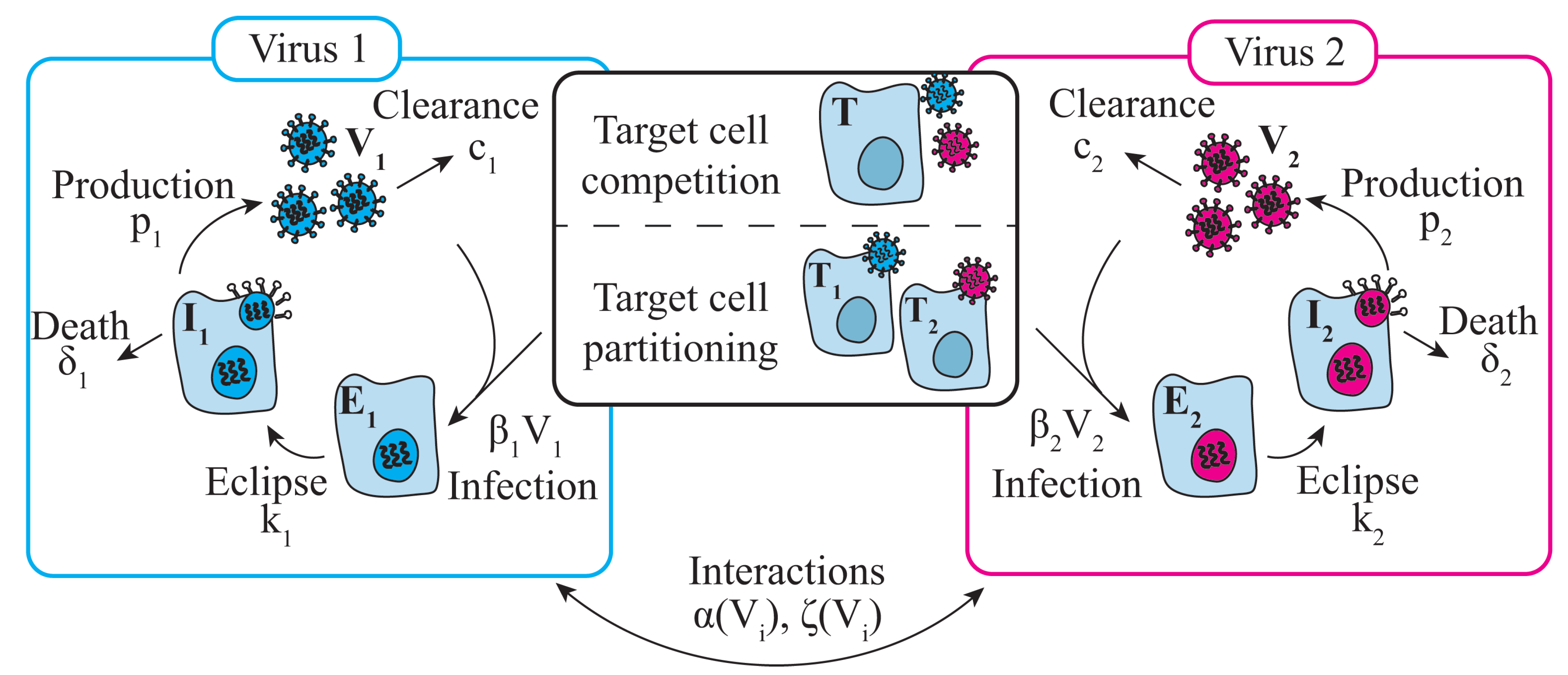 Viruses 15 01303 g001