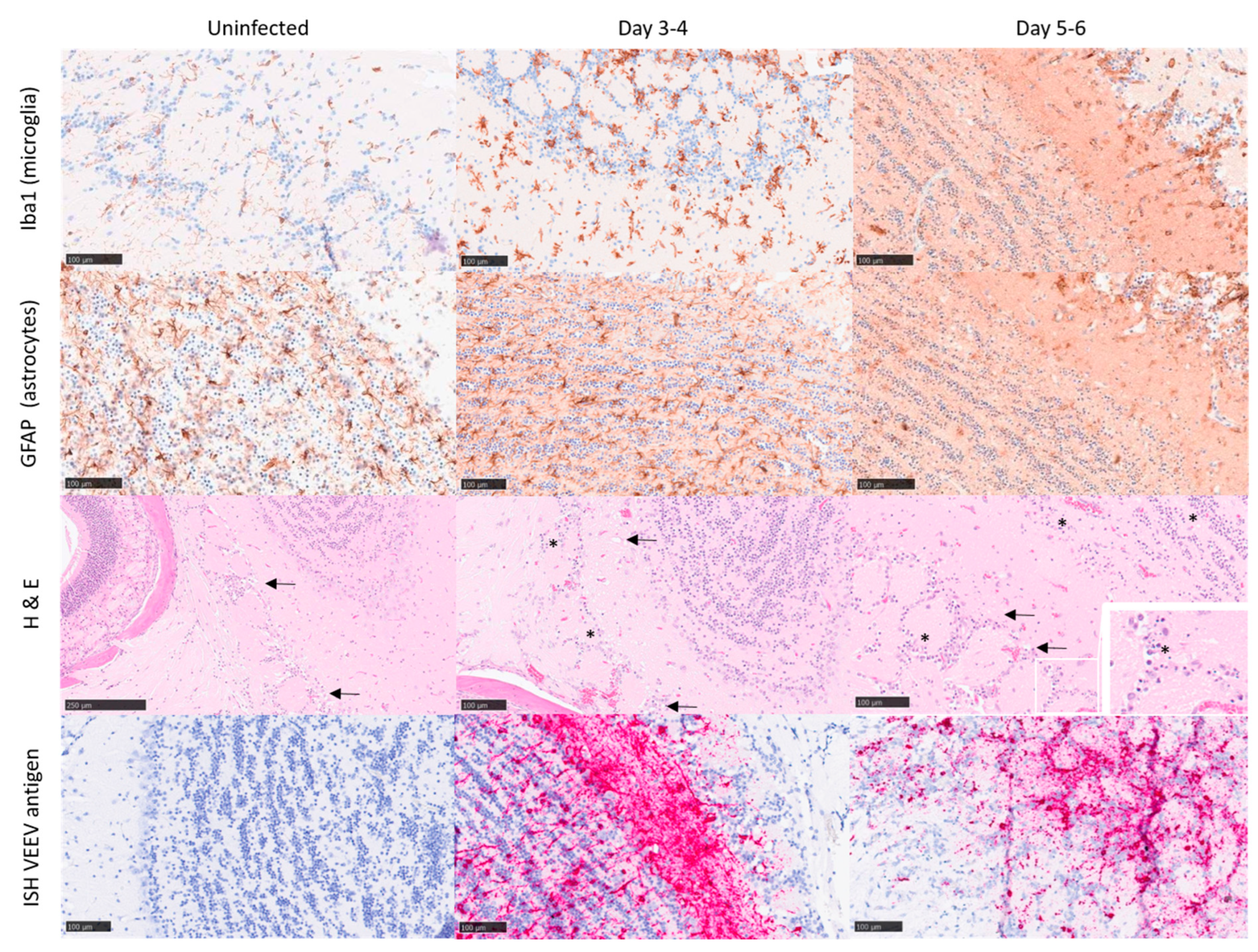 Viruses 15 01307 g003