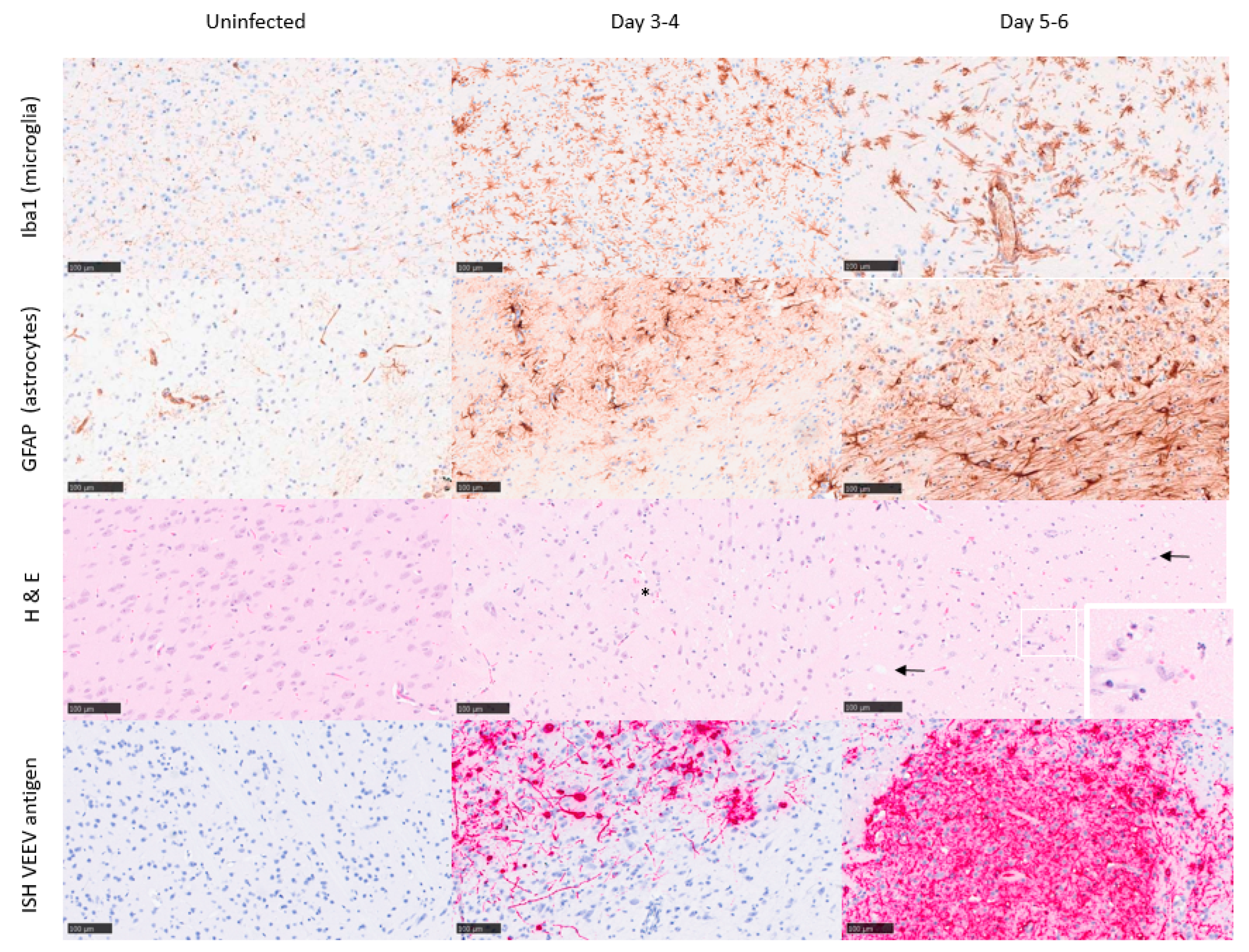 Viruses 15 01307 g004